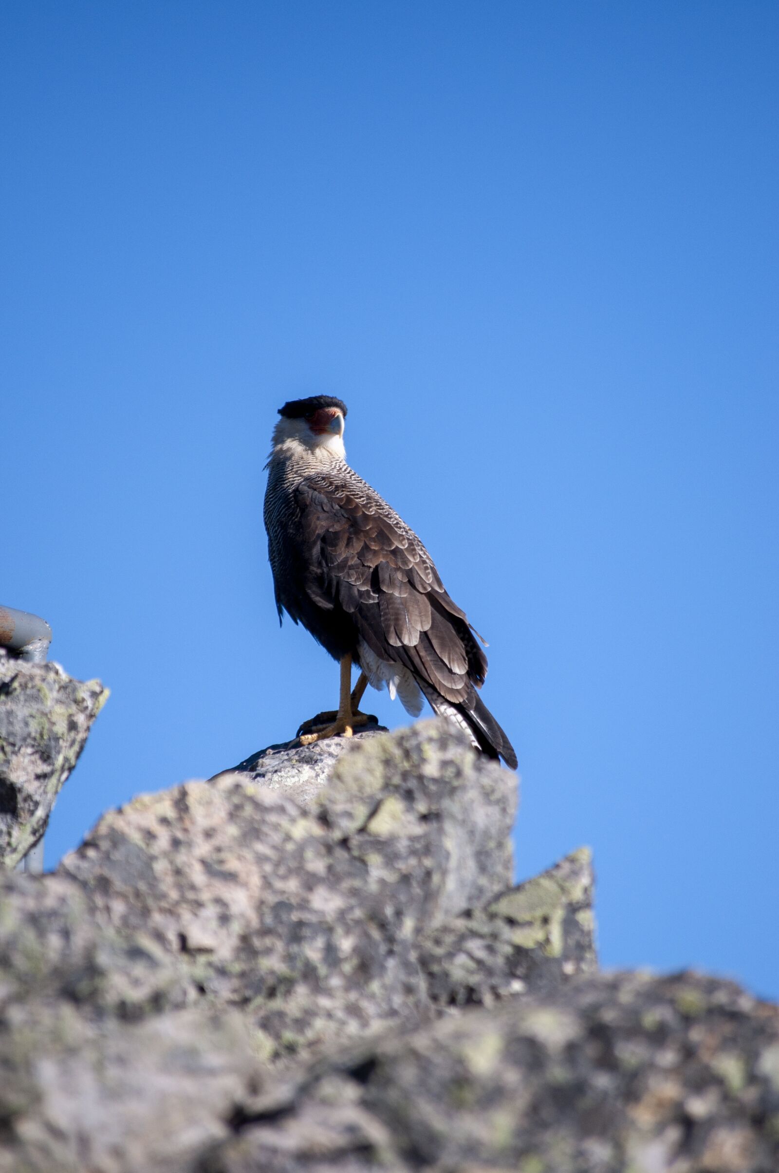 Nikon D5000 sample photo. Nature, animal, animals photography
