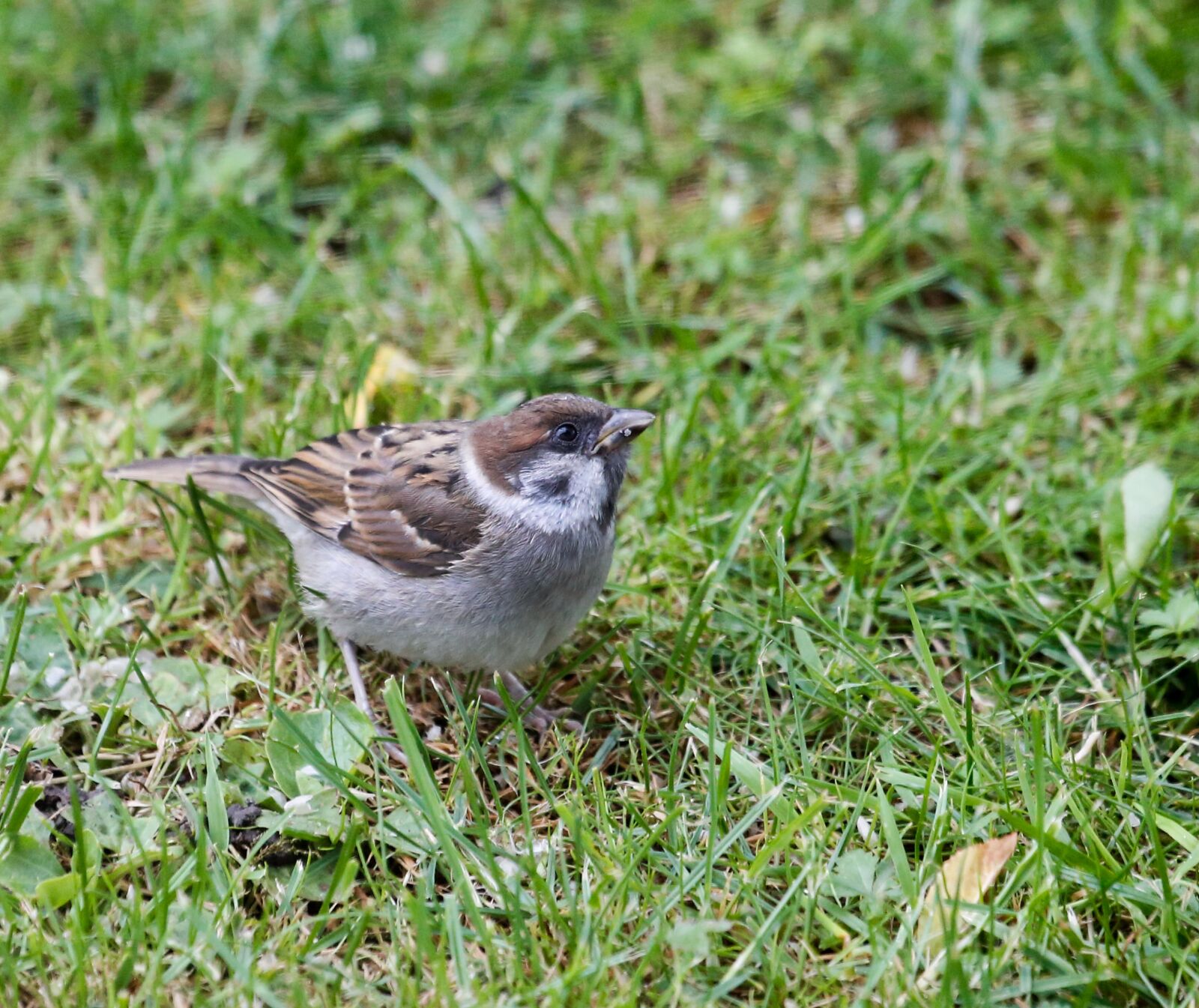 Canon EF 100-400mm F4.5-5.6L IS USM sample photo. Sparrow, sperling, young photography