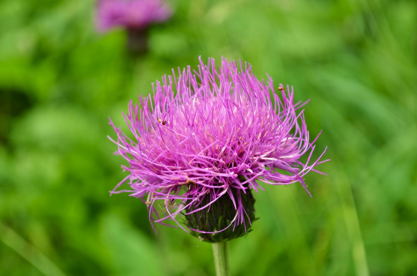 Nikon D5100 sample photo. Violet, flower, flowers photography