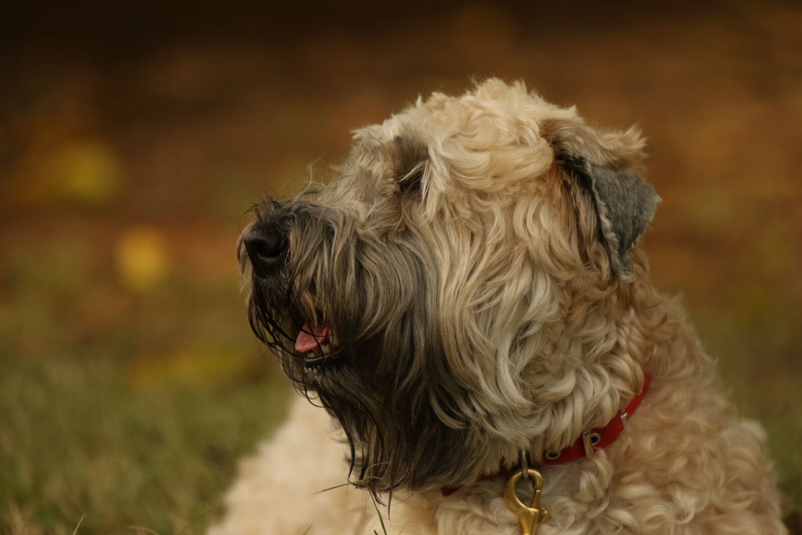 Canon EOS 7D Mark II sample photo. Dog, terrier, wheaten photography