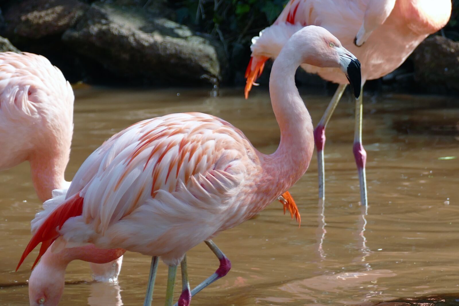 Panasonic Lumix DMC-FZ1000 sample photo. Bird, flamingo, nature photography