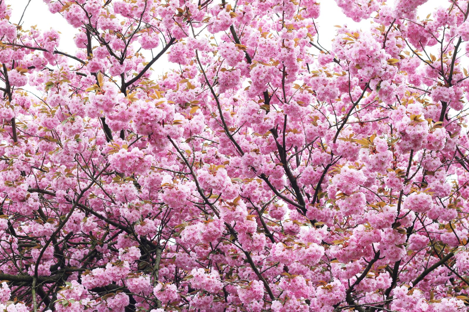 Canon EOS 700D (EOS Rebel T5i / EOS Kiss X7i) sample photo. Cherry, blossom, cherry flower photography