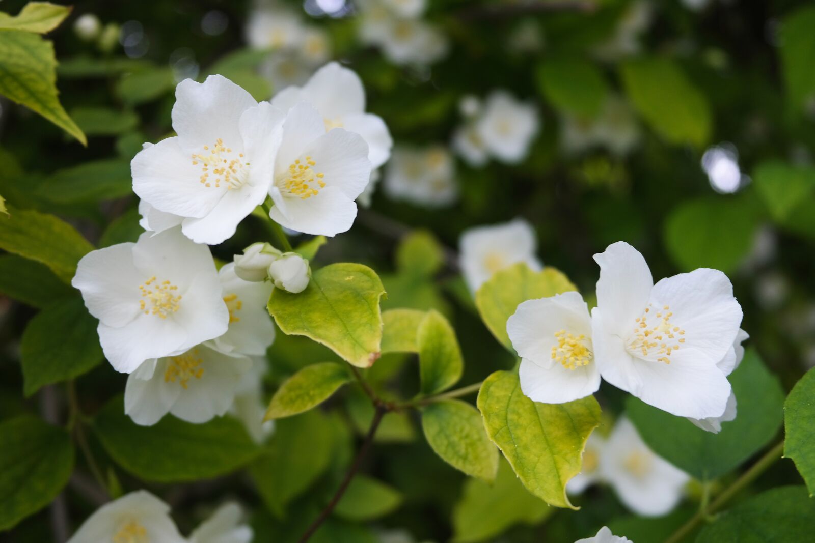 Samsung NX300 sample photo. Garden, jasmine, spring photography