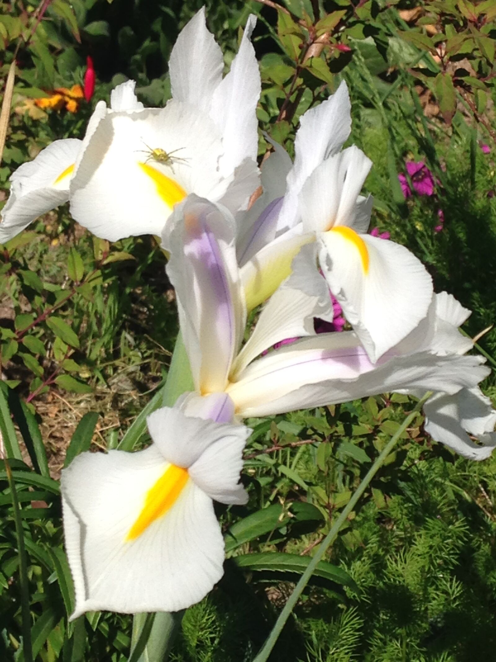 iPhone 5c back camera 4.12mm f/2.4 sample photo. Flower, white, flowers photography