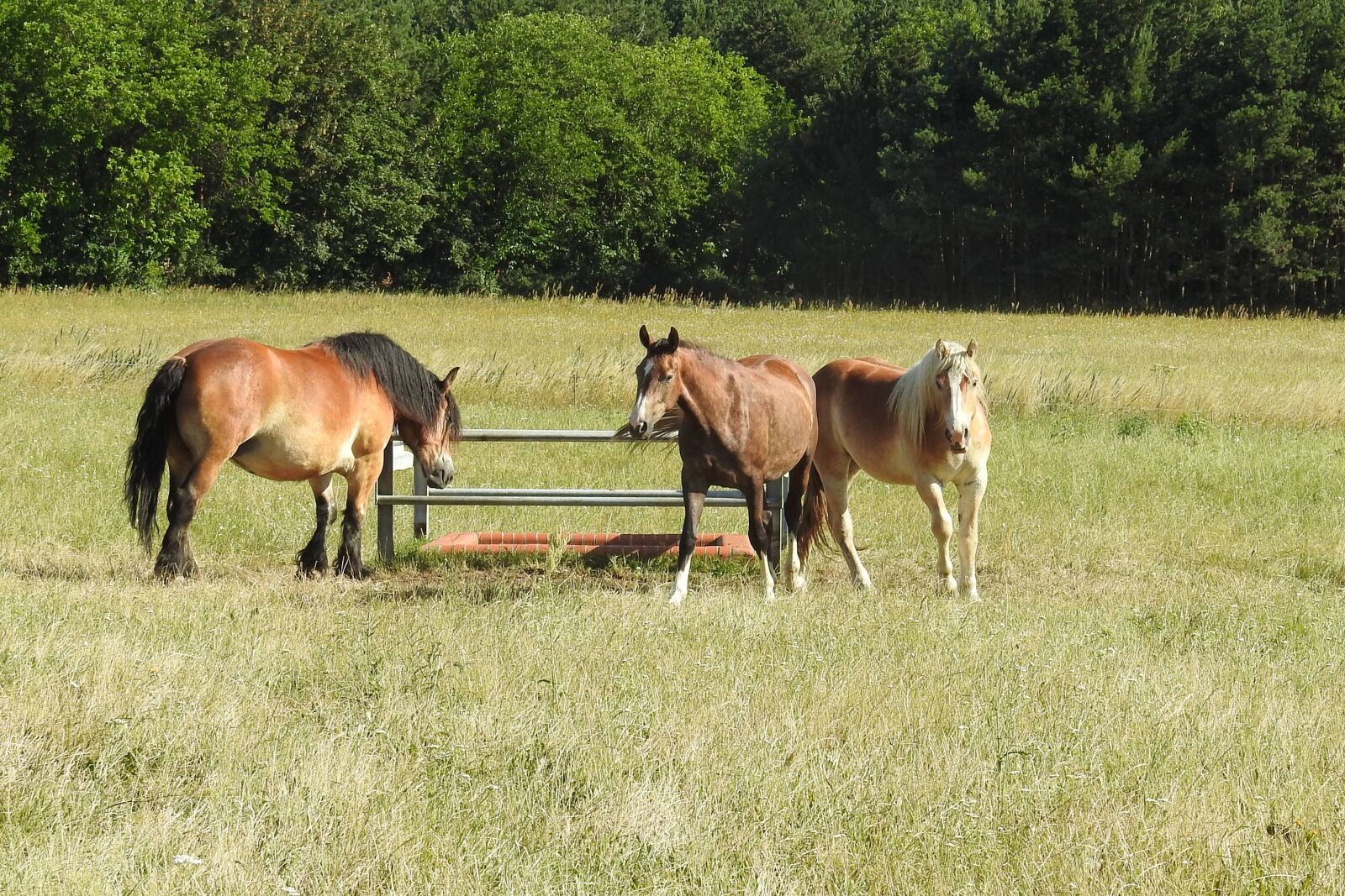 Nikon Coolpix P900 sample photo. Horses, pasture, paddock photography