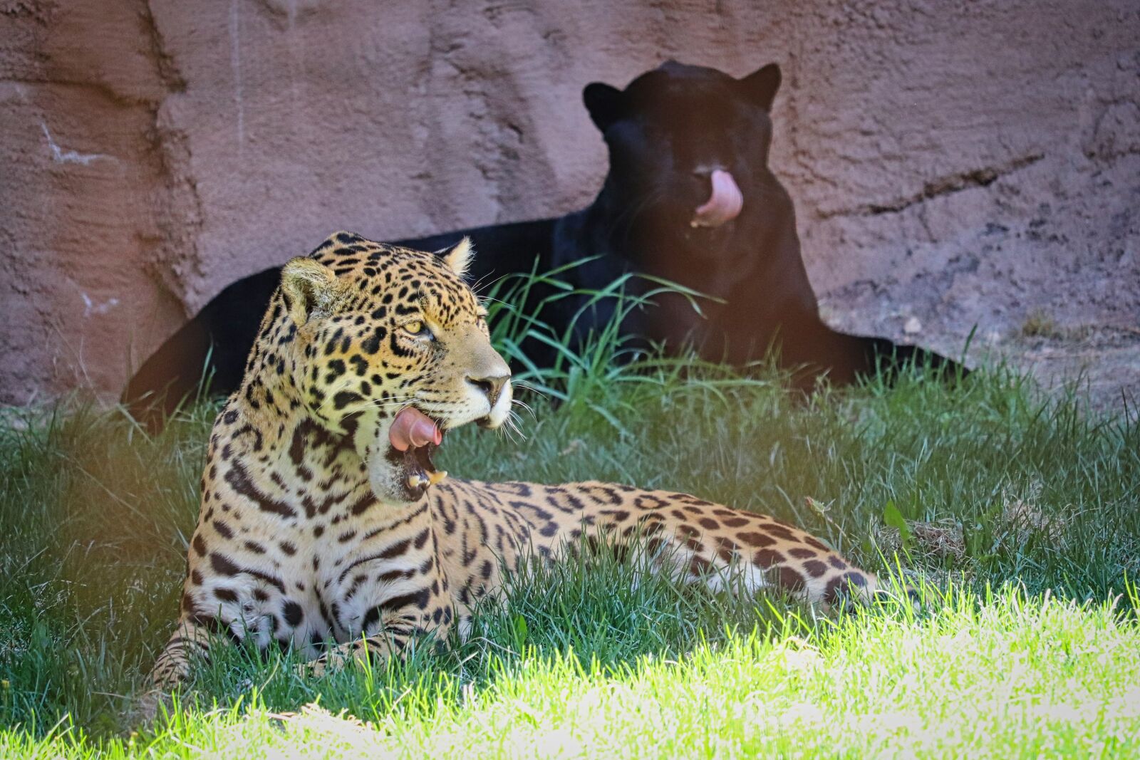 Canon EOS 200D (EOS Rebel SL2 / EOS Kiss X9) sample photo. Jaguar, panther, leopard photography
