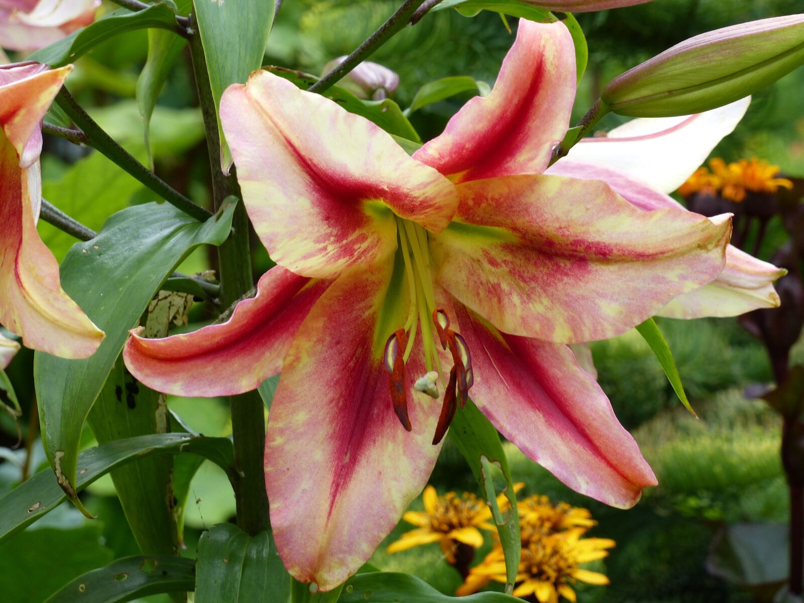 Panasonic Lumix DMC-FZ200 sample photo. Daylily, flower, colors photography