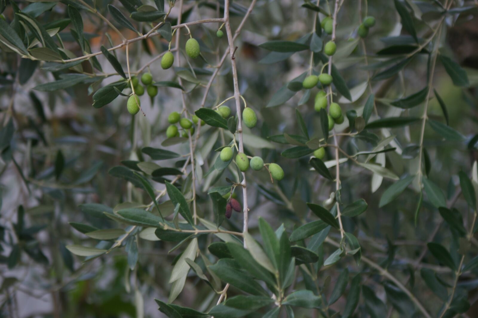 Canon EOS 300D (EOS Digital Rebel / EOS Kiss Digital) sample photo. Olive tree, countryside, growth photography