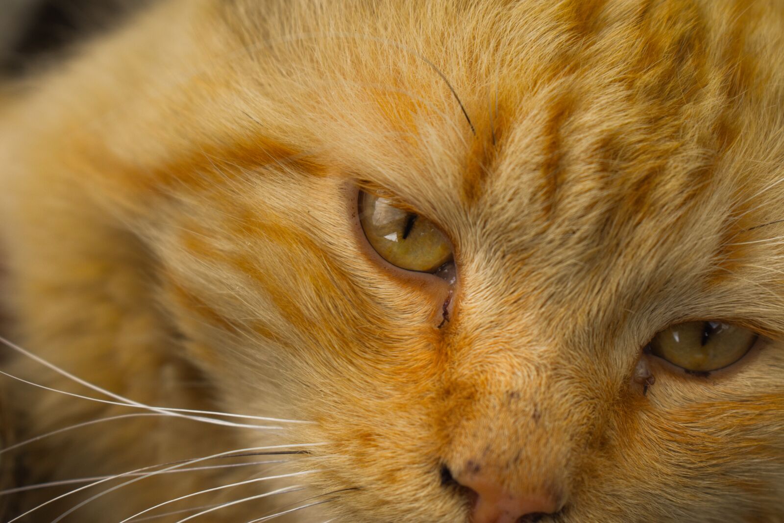 Nikon D3400 sample photo. Cat, pet, animals photography