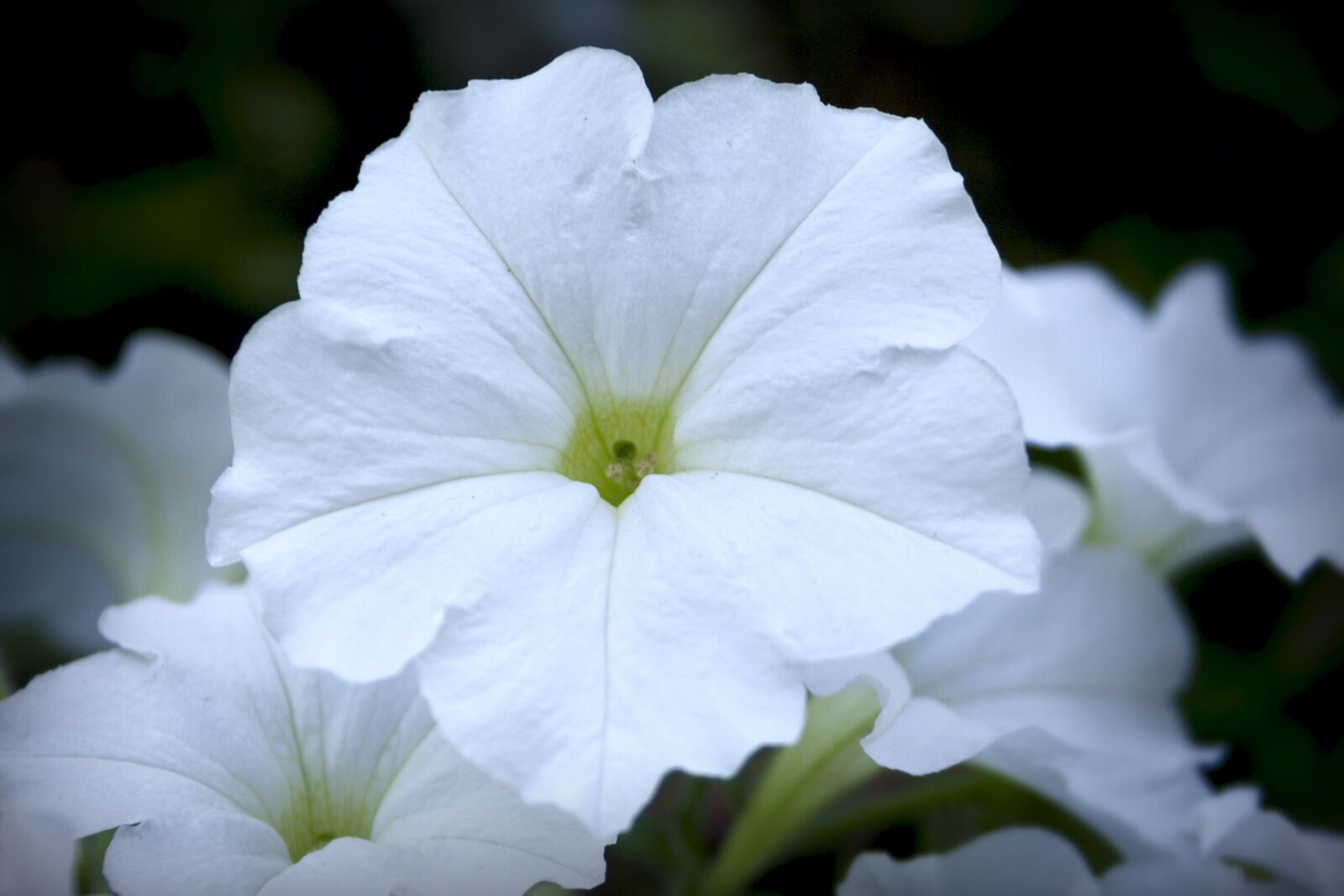Canon EOS 350D (EOS Digital Rebel XT / EOS Kiss Digital N) sample photo. Flower, white, flora photography