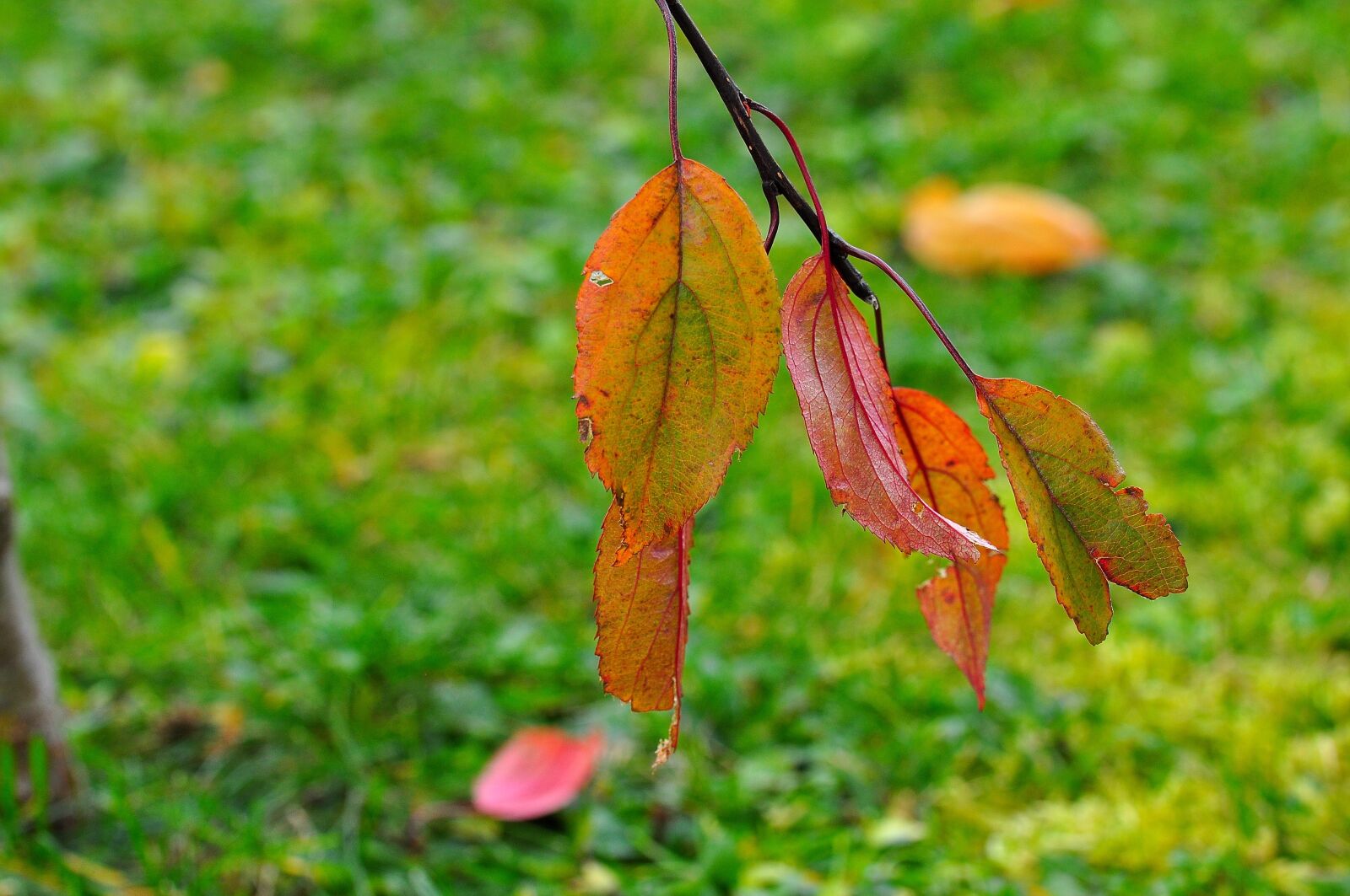 Nikon D90 sample photo. Leaves, nature, macro photography