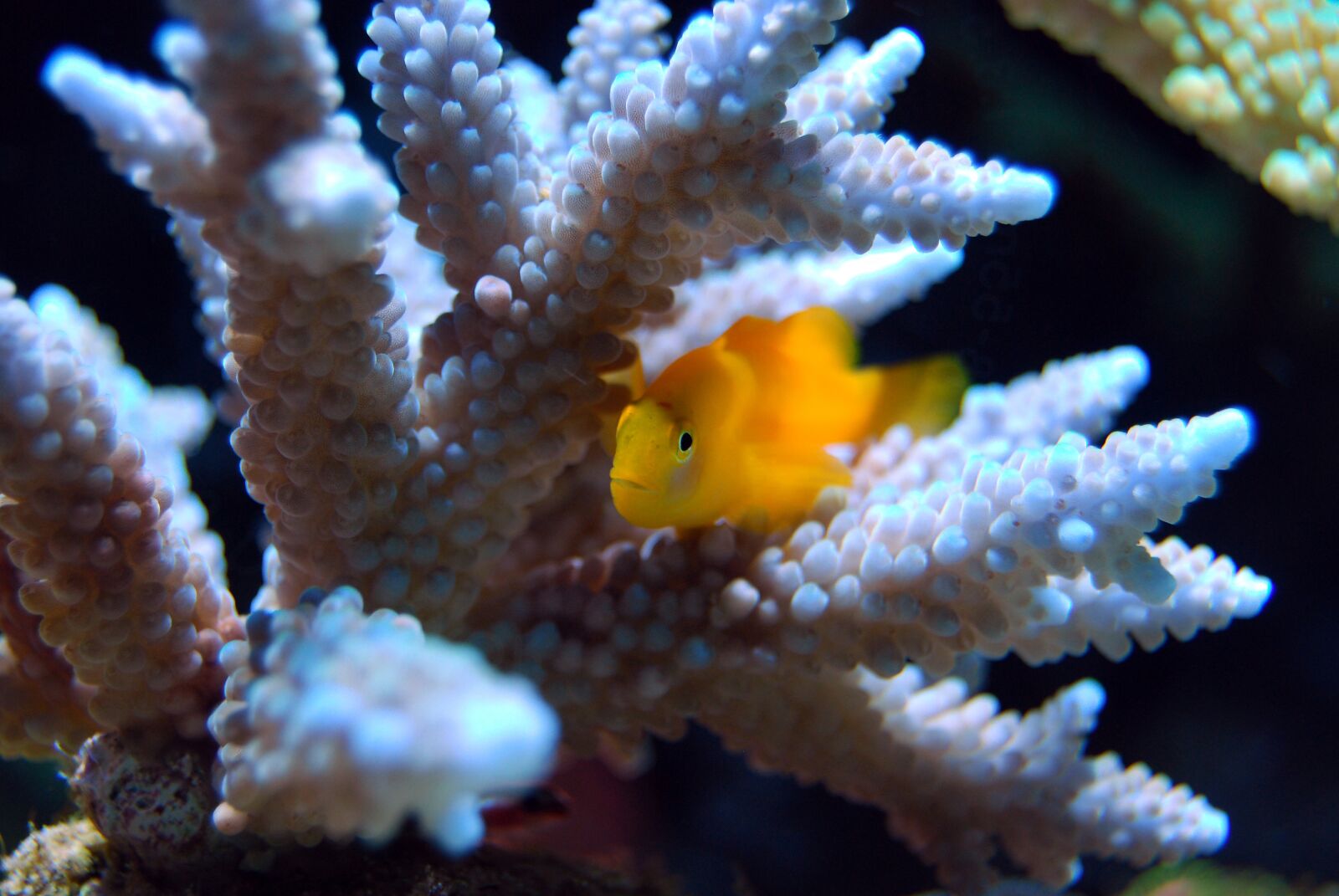Nikon D40X sample photo. Coral, reef, sea photography