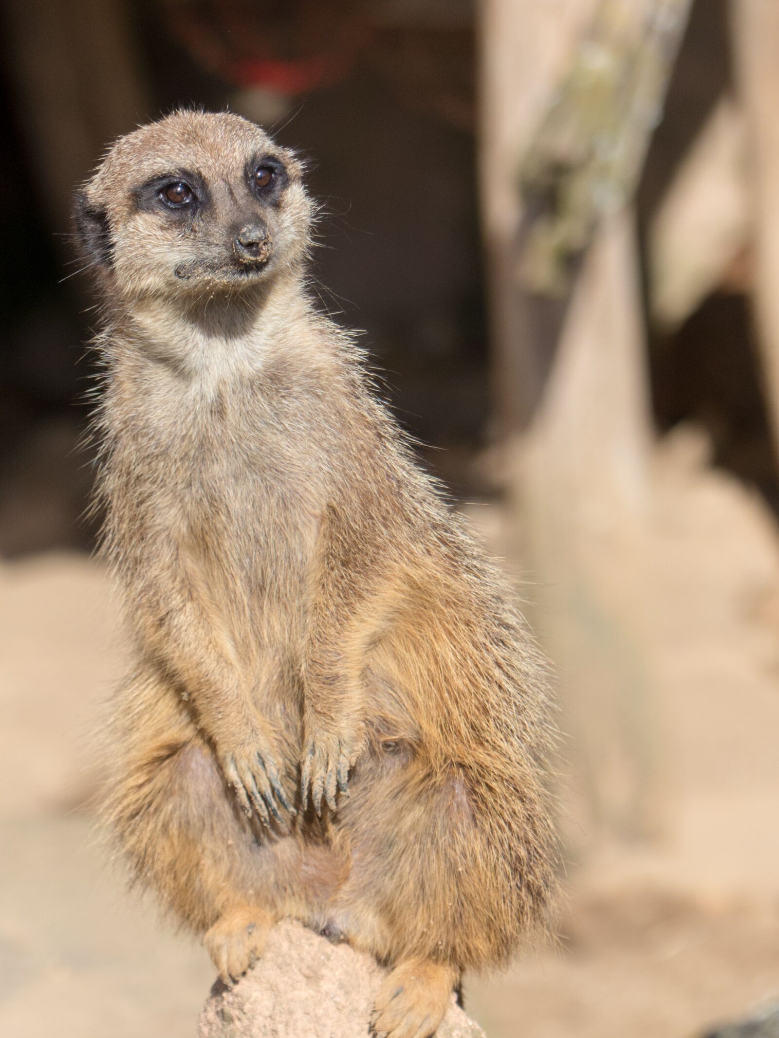 Panasonic Lumix DMC-FZ200 sample photo. Earth peoples, zoo, hanover photography