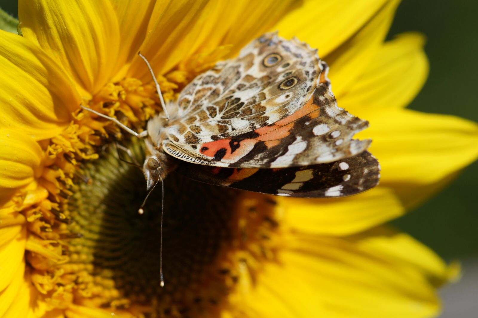 Sony SLT-A77 + Tamron SP AF 90mm F2.8 Di Macro sample photo. Painted lady, butterfly, sunflower photography