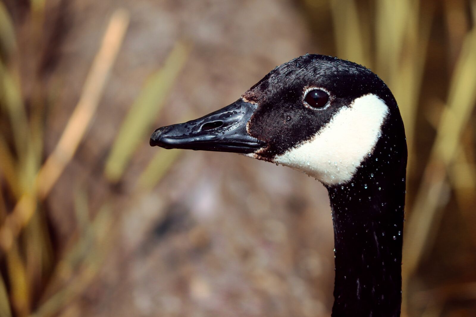 Canon EOS 200D (EOS Rebel SL2 / EOS Kiss X9) sample photo. Canada goose, wild goose photography