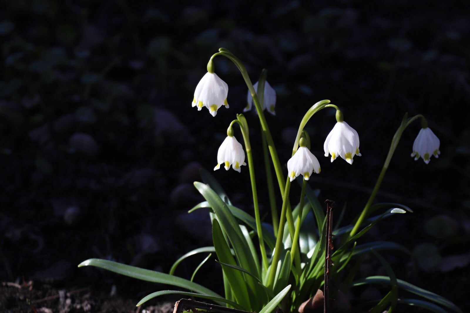 Canon EOS 77D (EOS 9000D / EOS 770D) sample photo. Lilies of the valley photography