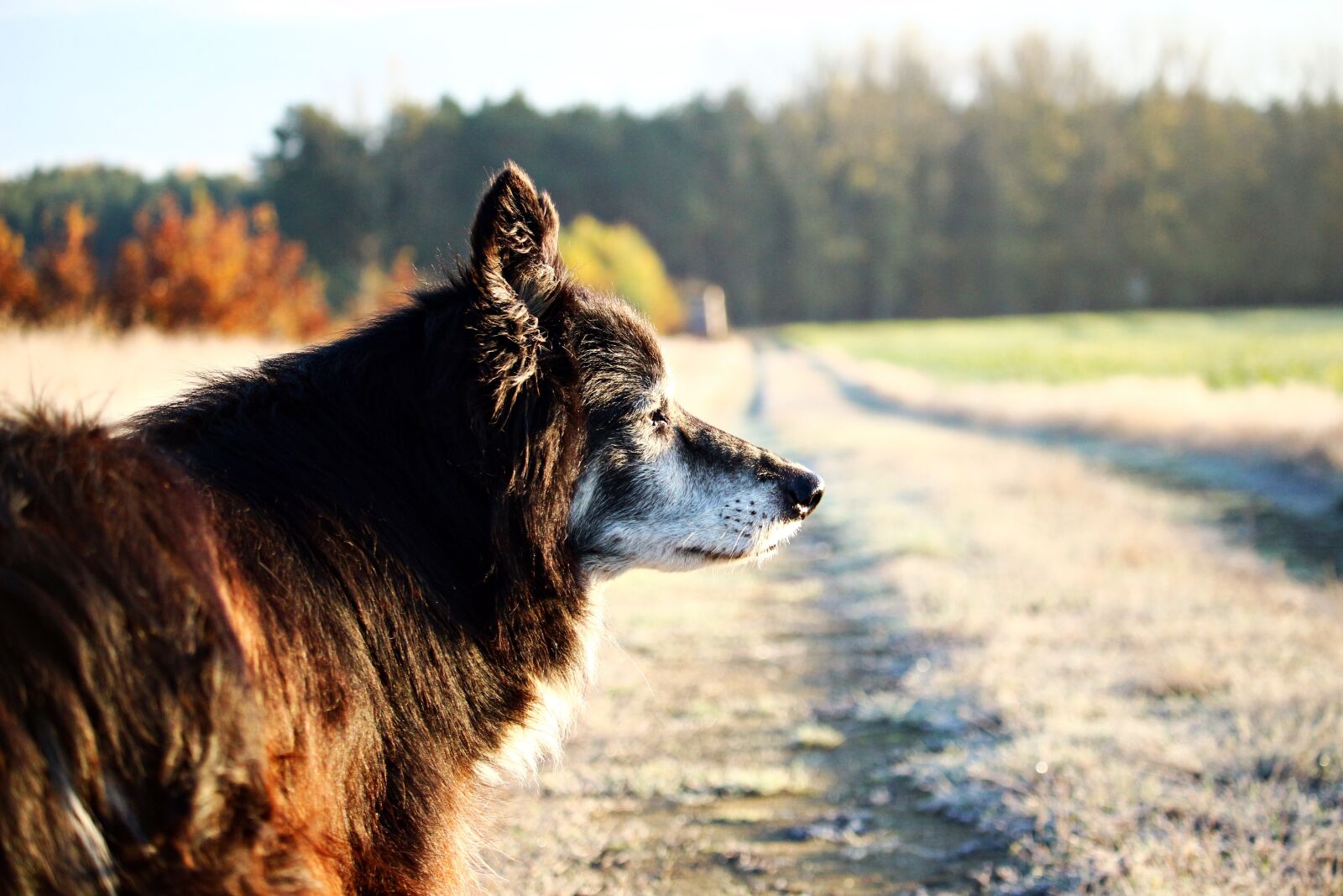 Canon EOS 100D (EOS Rebel SL1 / EOS Kiss X7) sample photo. Dog, border collie, herding photography