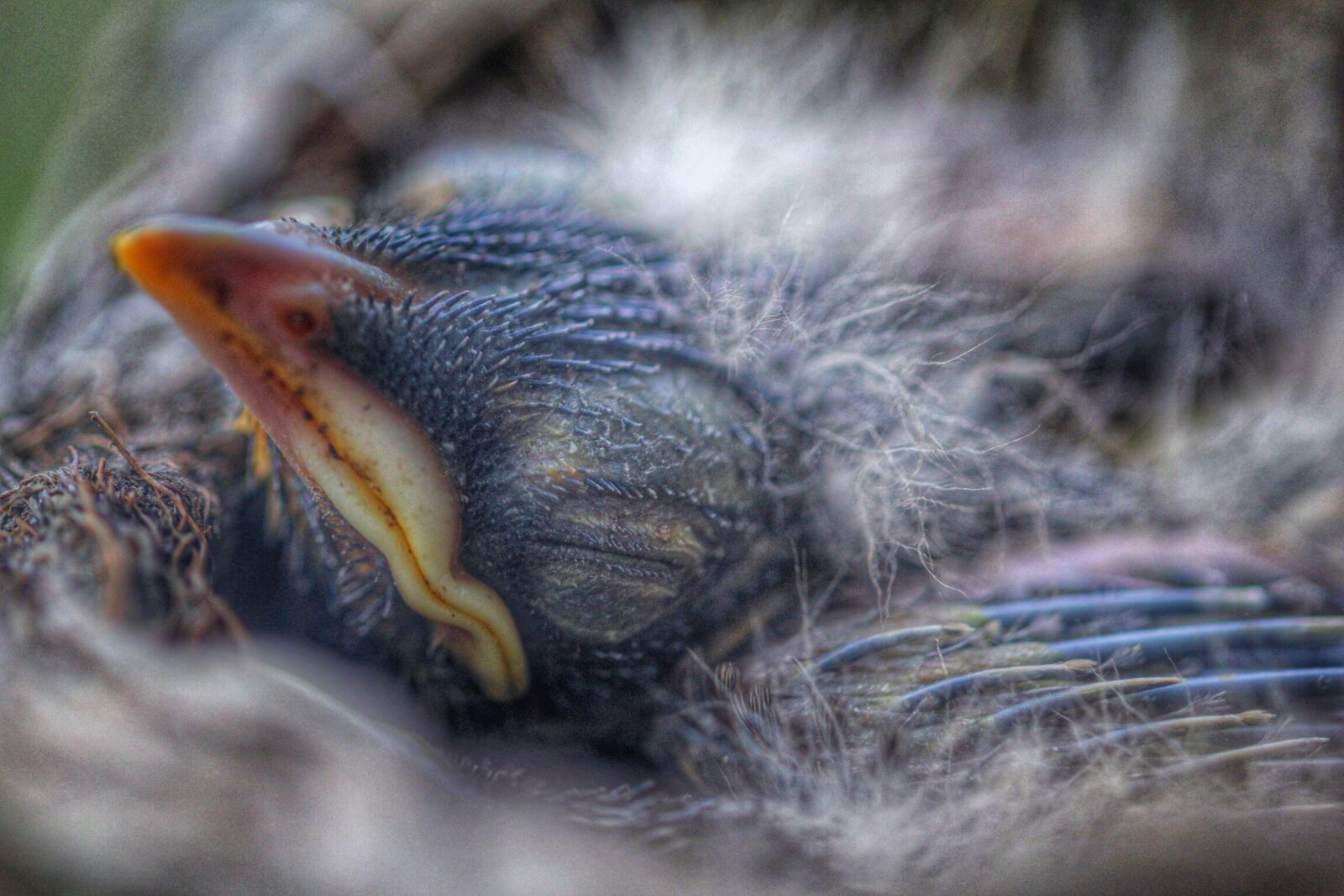 Canon EF 100mm F2.8L Macro IS USM sample photo. Babybird, bird, baby photography