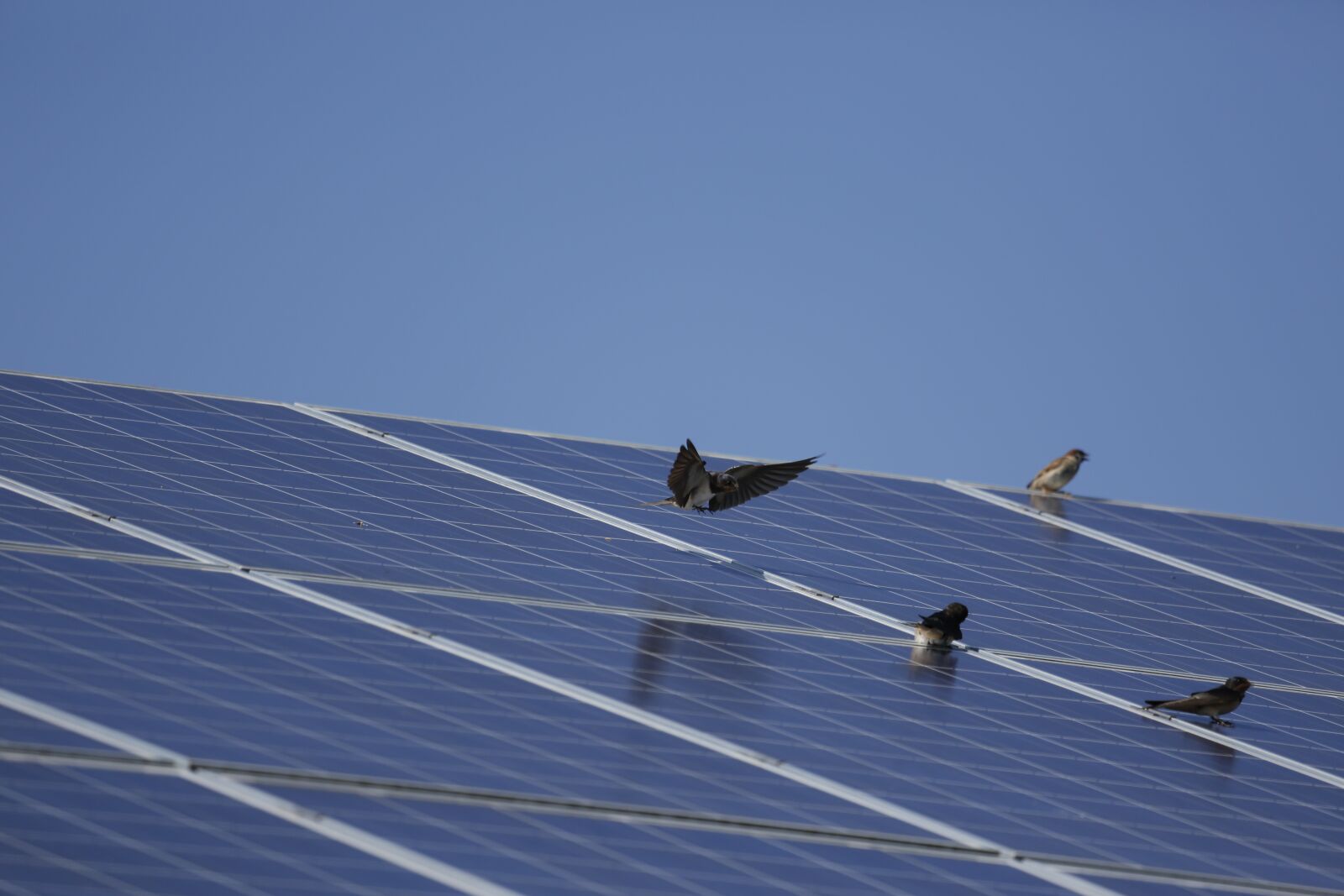 Canon EF 100-400mm F4.5-5.6L IS USM sample photo. Photovoltike, swallows, birds photography