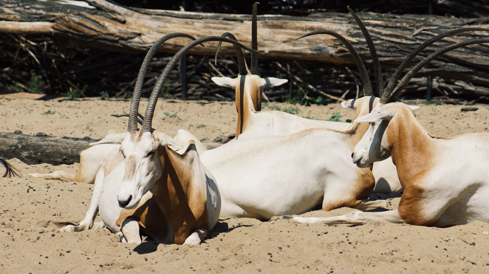 Sony SLT-A68 sample photo. Zoo, antelope, horns photography