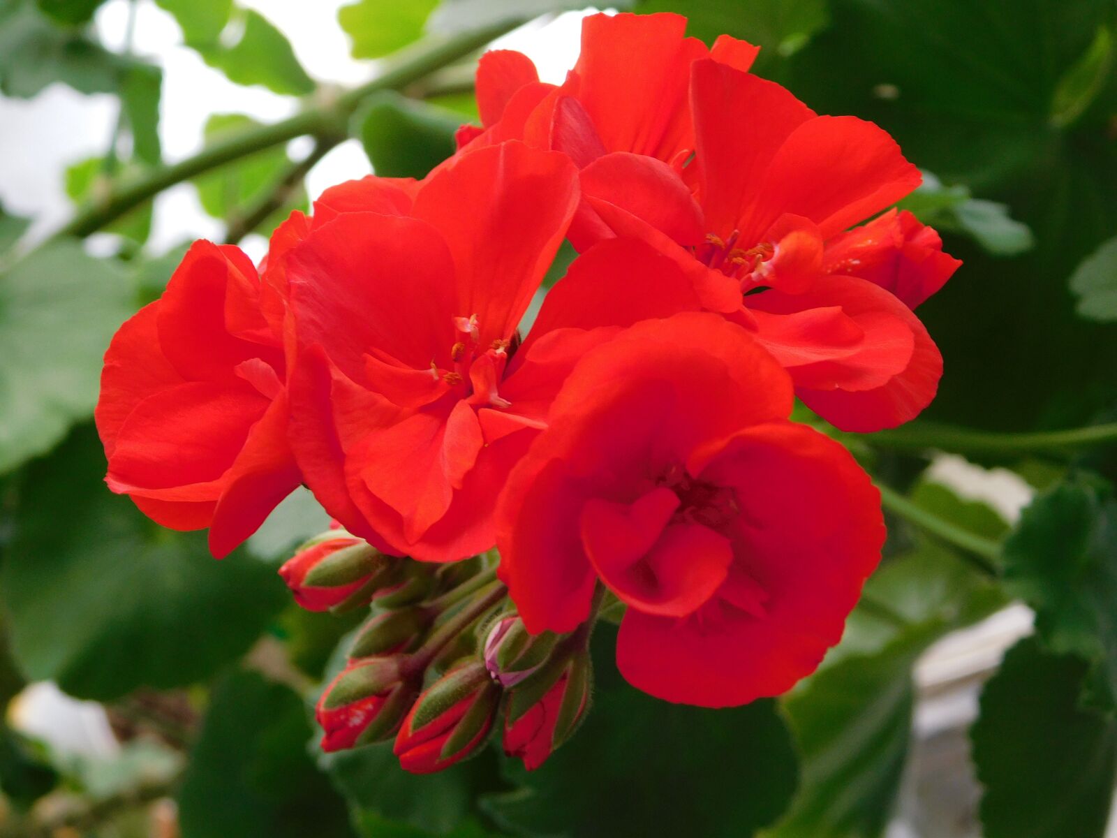 Nikon Coolpix B500 sample photo. Blooms, geranium, red photography