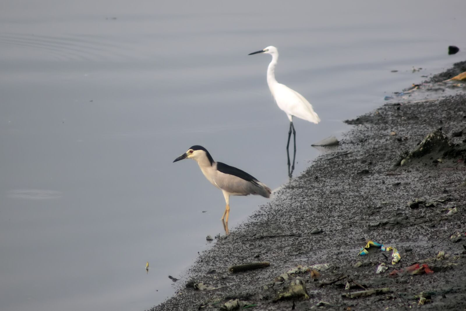 Tokina SD 400mm f/5.6 sample photo. Wildlife, wild, bird photography