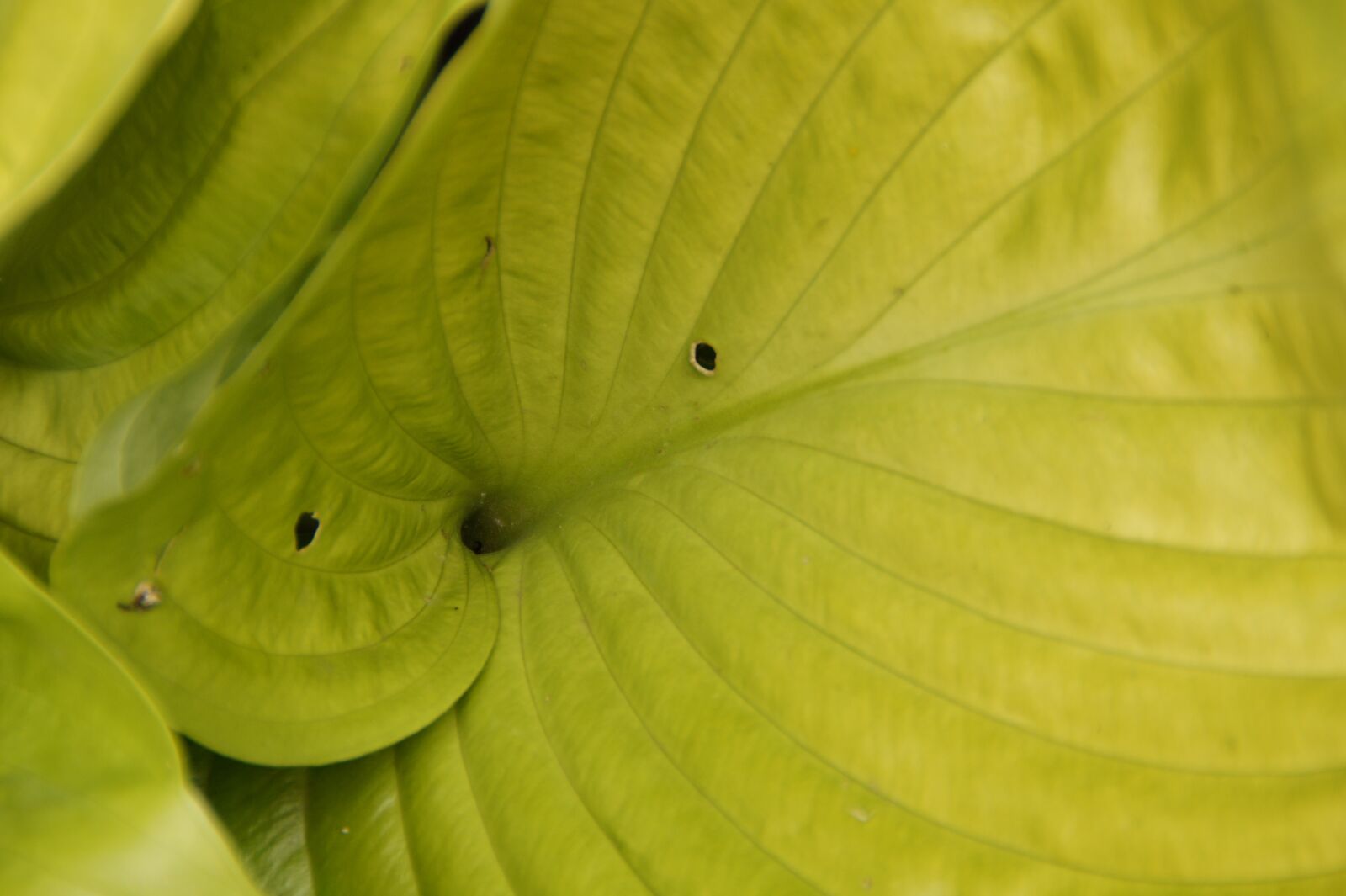 Sony SLT-A58 sample photo. Leaf, structure, green photography