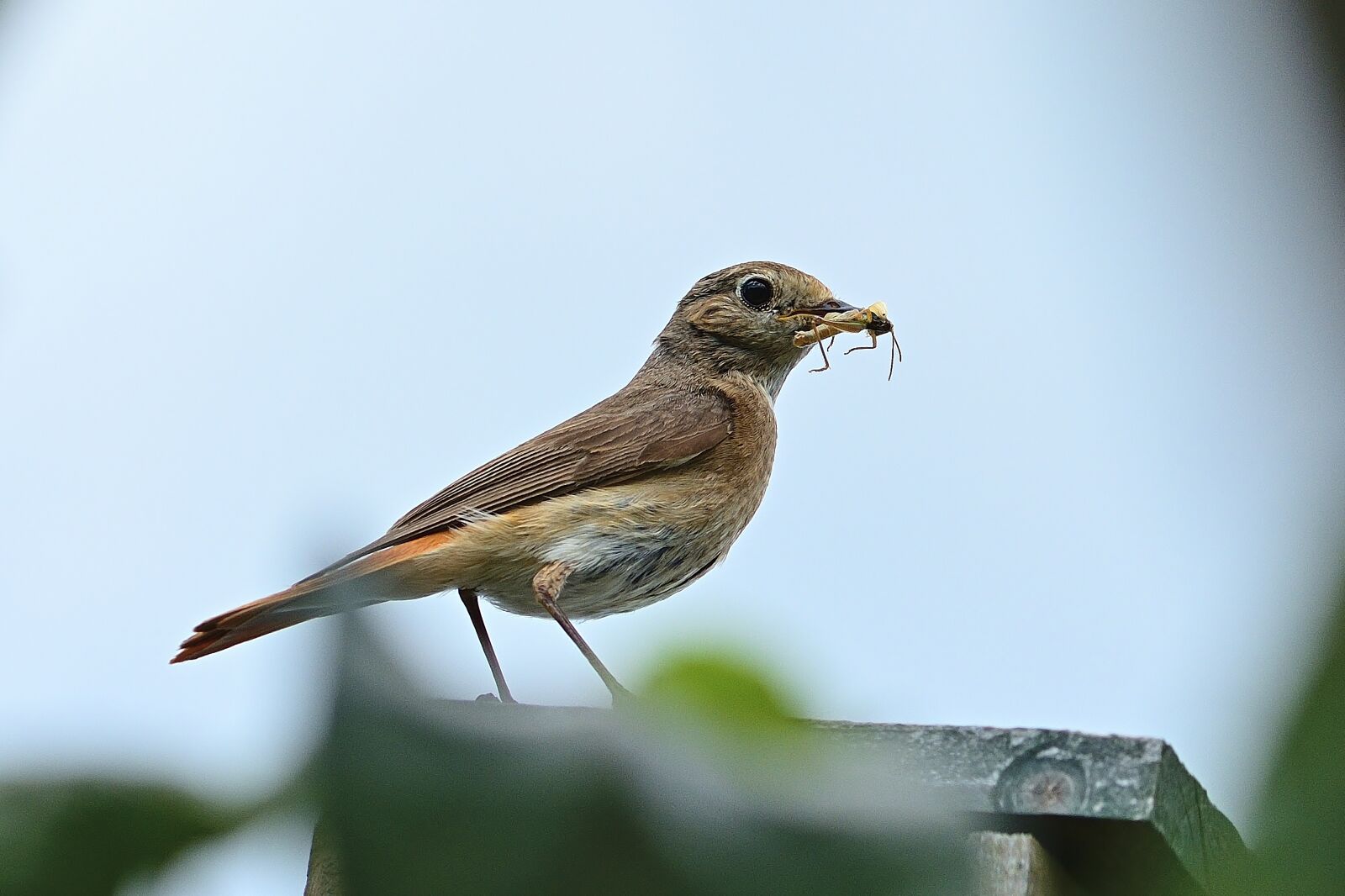 Nikon D5200 sample photo. Bird, common redstart, female photography