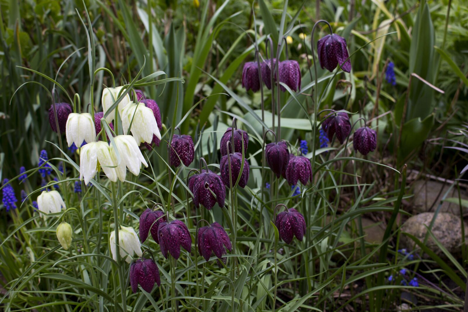 Canon EOS 60D sample photo. Flower, nature, plant photography