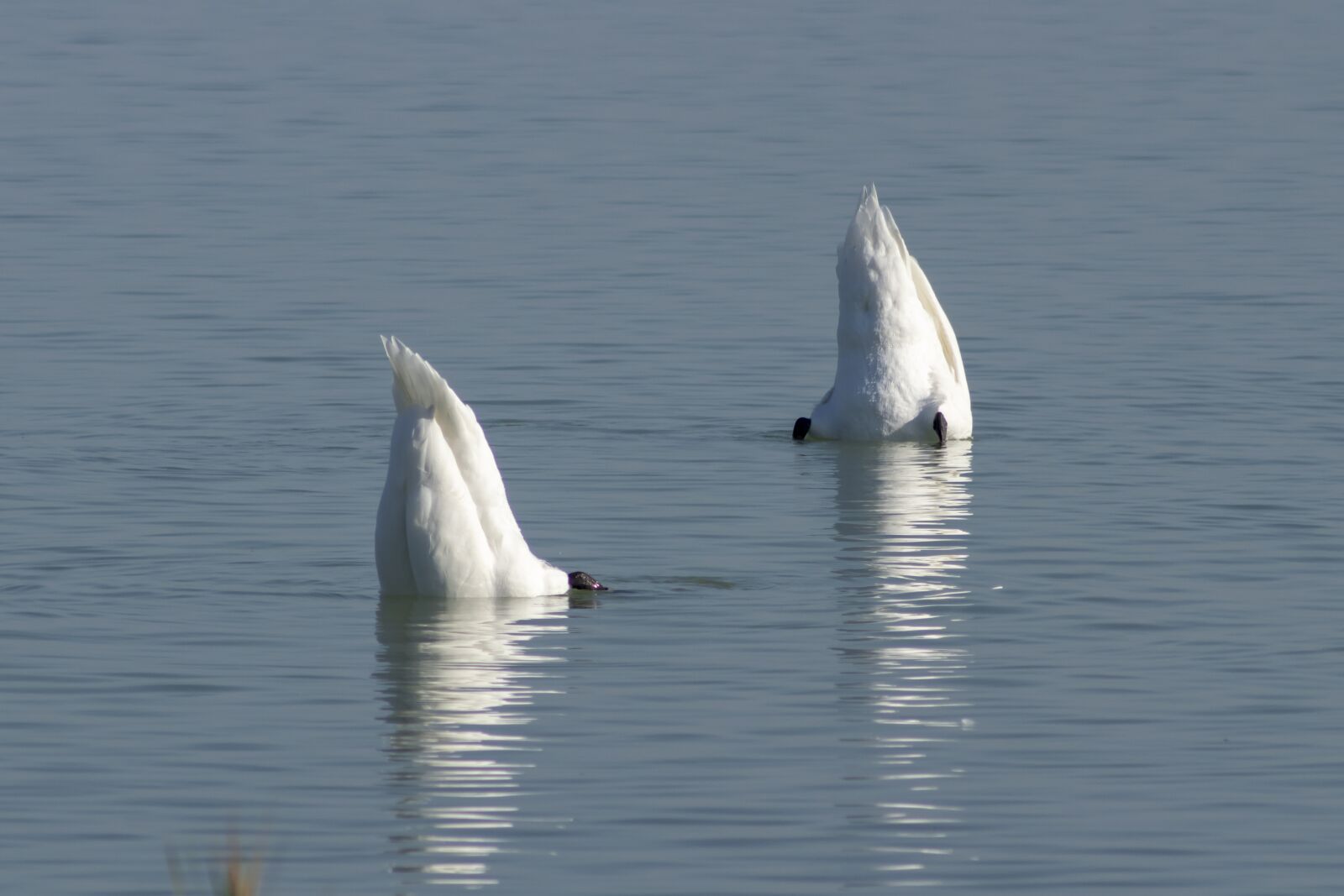 Canon EF75-300mm f/4-5.6 sample photo. Mute swan, bird, swim photography