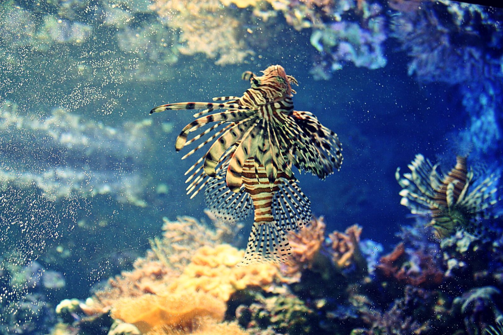 Canon EOS 1000D (EOS Digital Rebel XS / EOS Kiss F) sample photo. Underwater, coral, reef photography