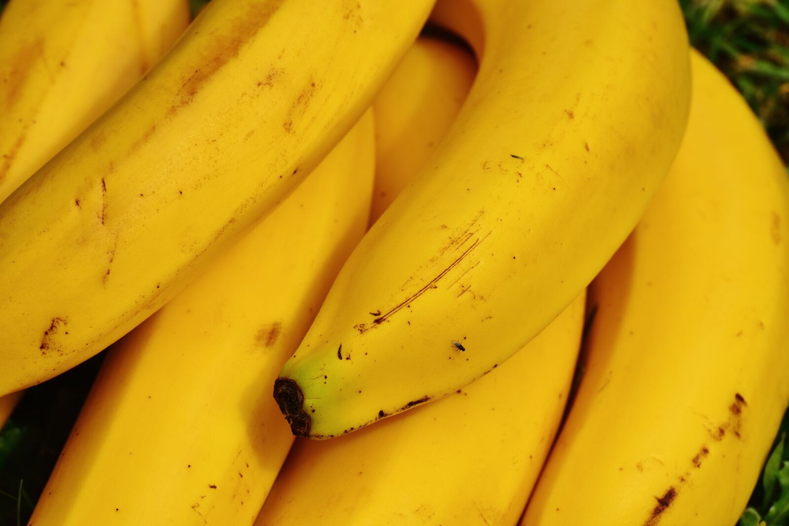 Nikon D7200 sample photo. Bananas, fruits, fruit photography