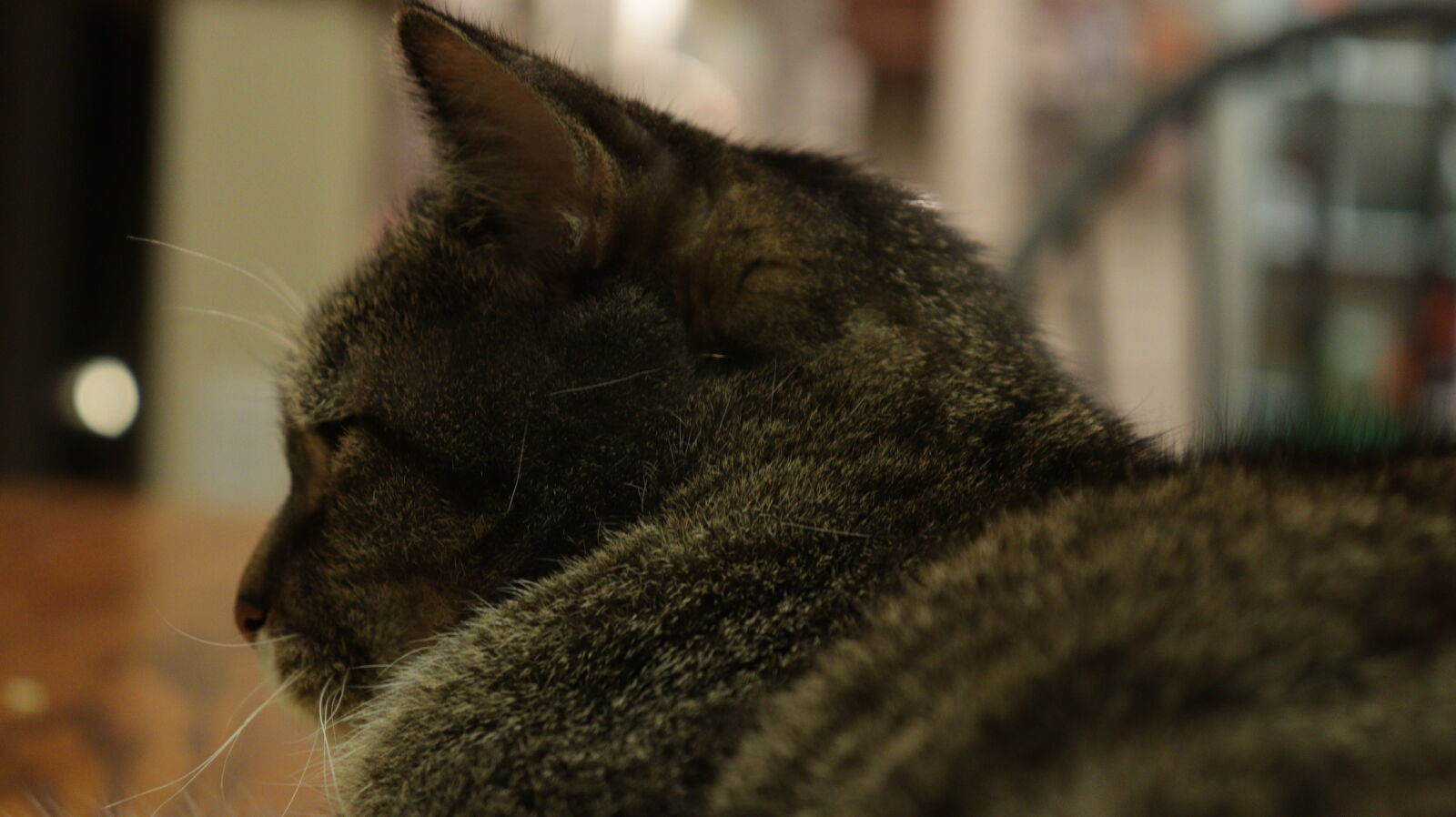 Canon EF-S 18-55mm F4-5.6 IS STM sample photo. Cat, close, up, focus photography