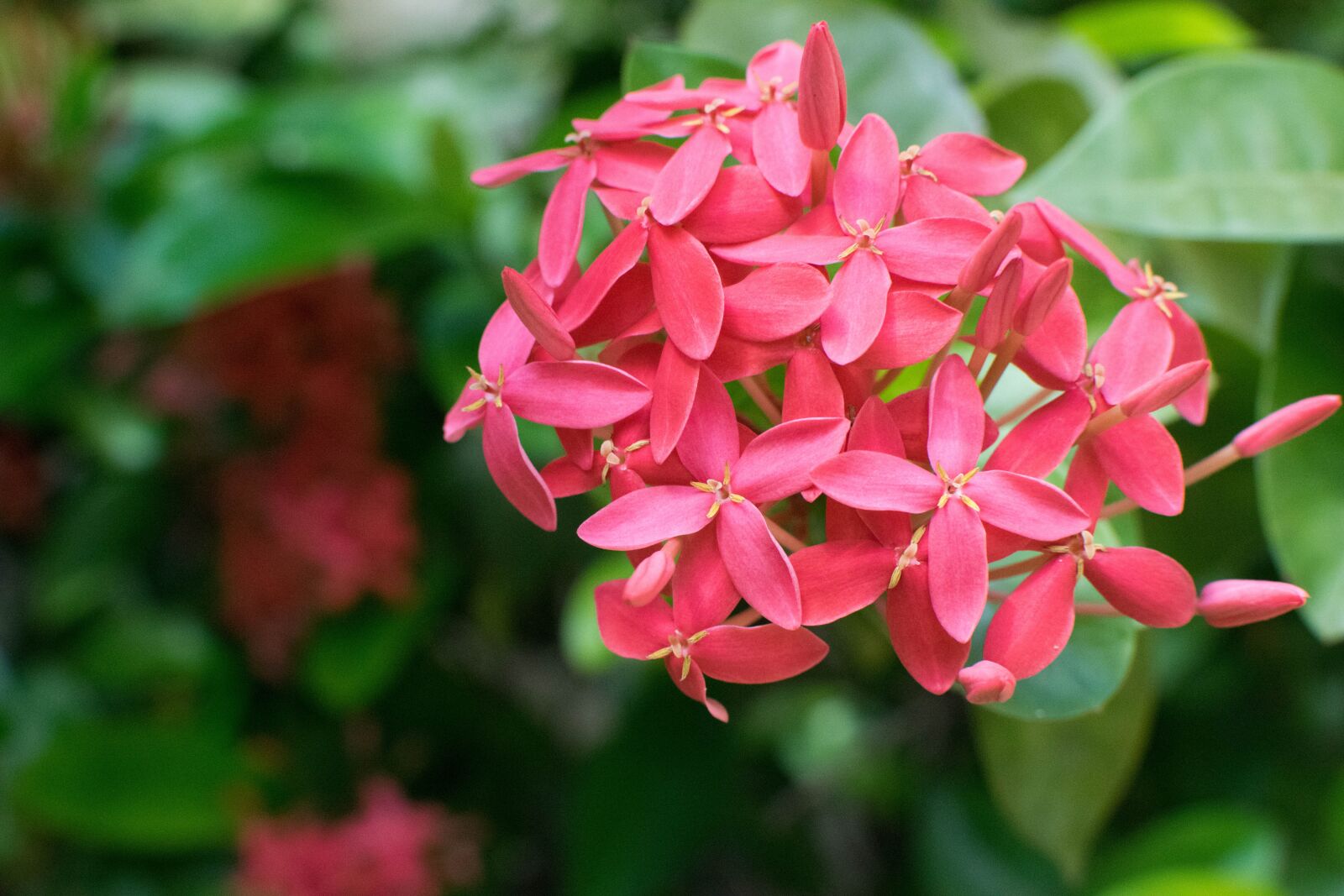 Nikon D3300 sample photo. Flowers, pink flowers, pink photography
