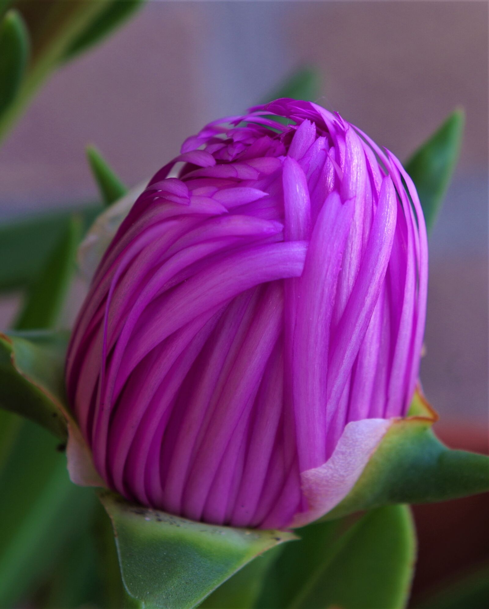 Pentax K-50 sample photo. Flower, bud, spring photography