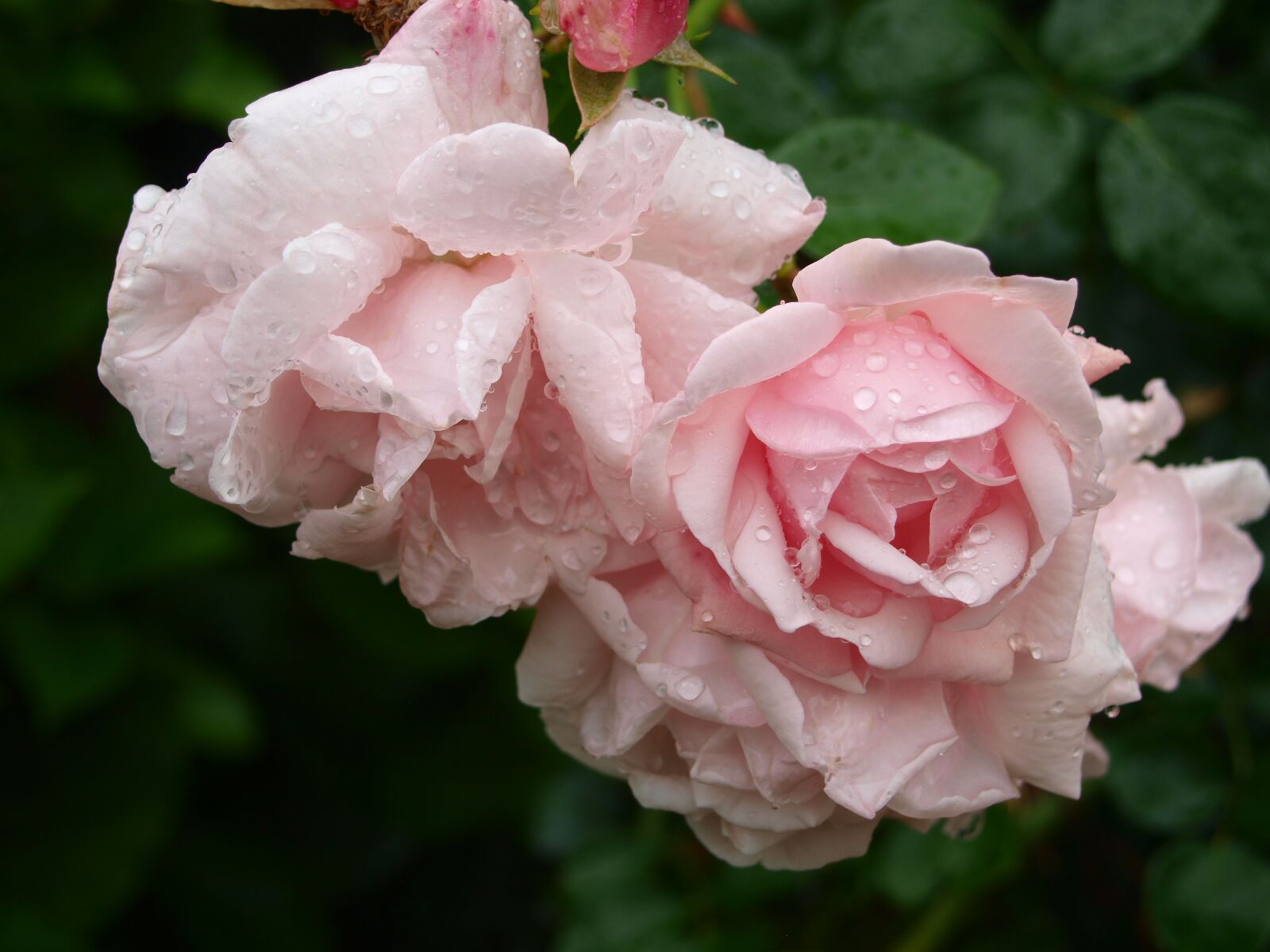 Olympus E-420 (EVOLT E-420) sample photo. Rose, pink, drip photography