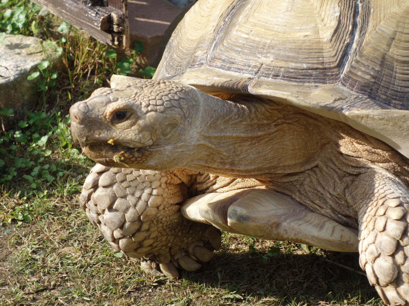 Sony Cyber-shot DSC-RX100 sample photo. Guide, tortoises, the way photography