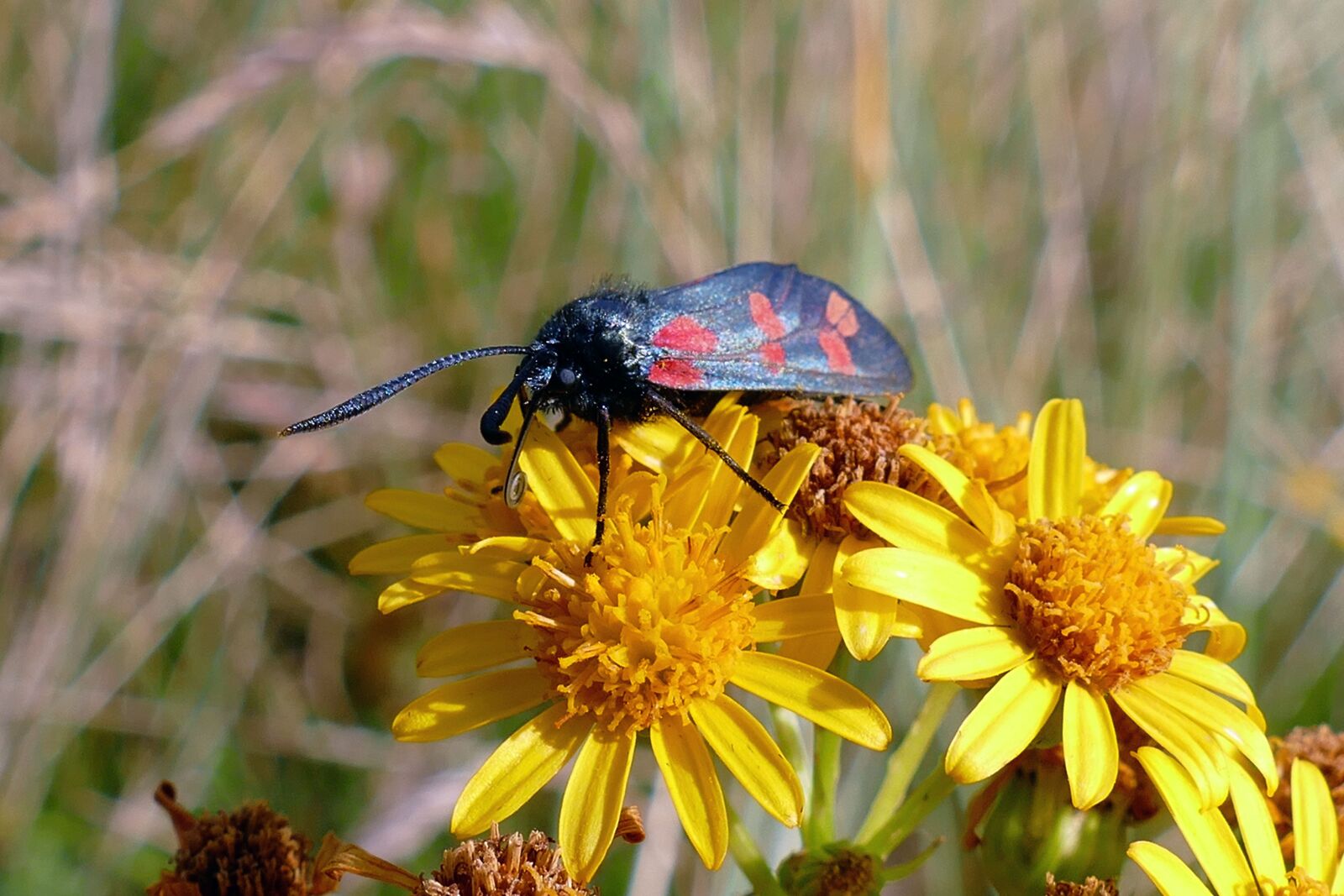 Panasonic Lumix DMC-FZ1000 sample photo. Six spotted burnet moth photography