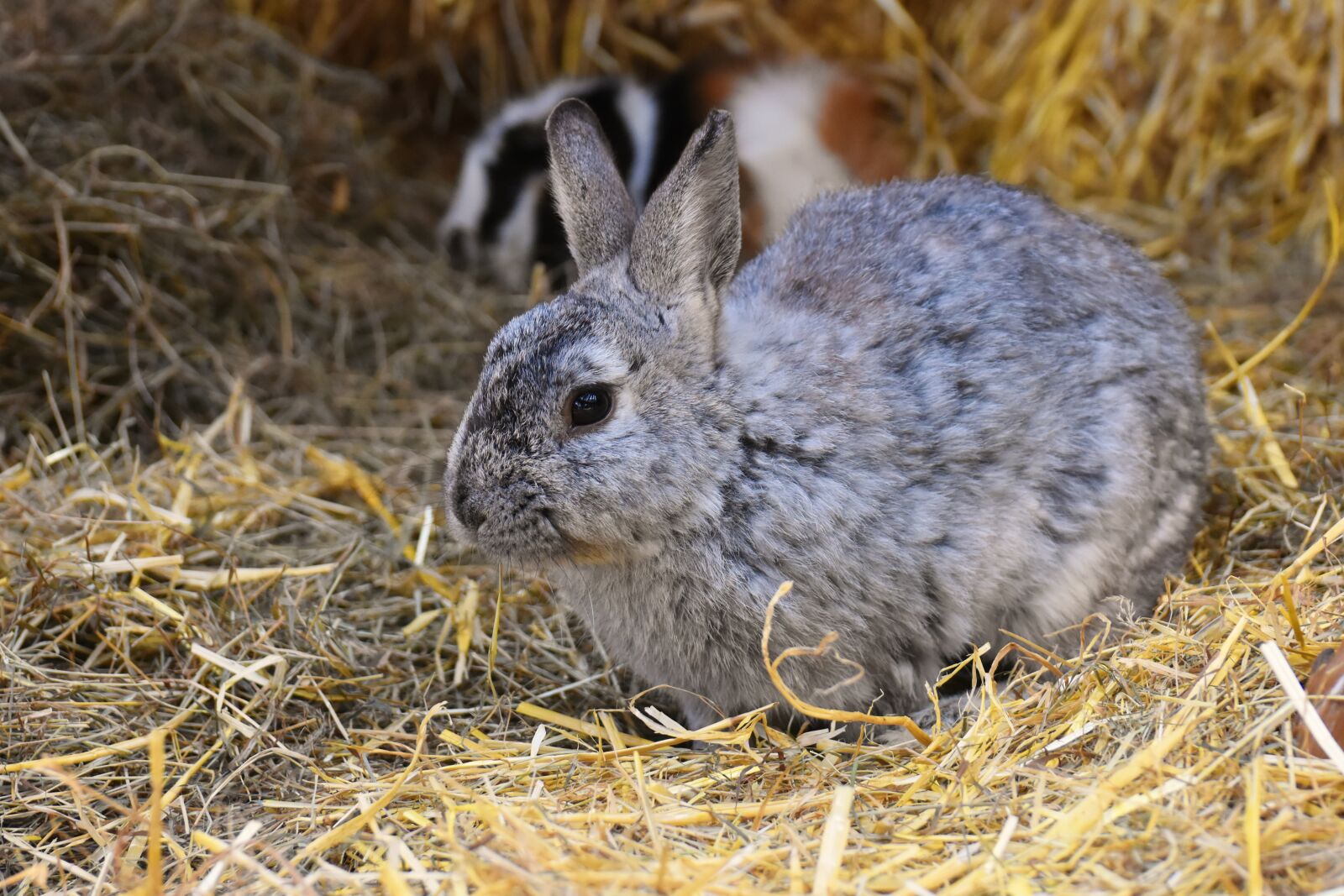 Nikon D7200 sample photo. Rabbit, bunny, hare photography