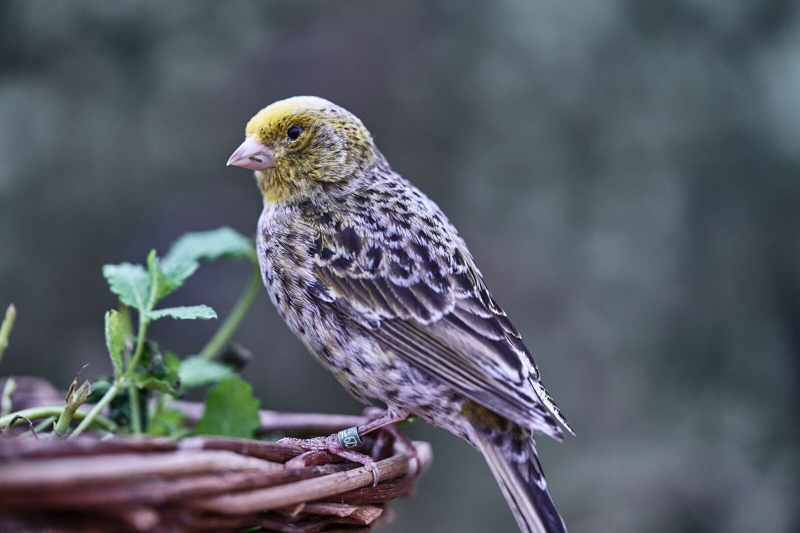 Sony FE 90mm F2.8 Macro G OSS sample photo. Bird, canary bird, eat photography