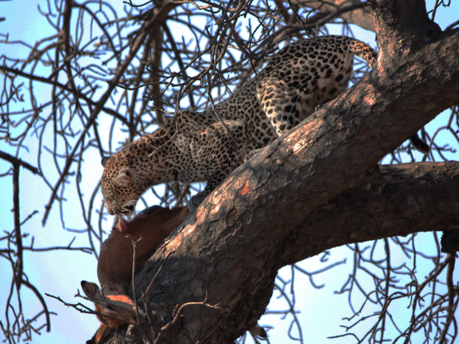 150-600mm F5-6.3 DG OS HSM | Contemporary 015 sample photo. Wildlife, leopard, kill photography