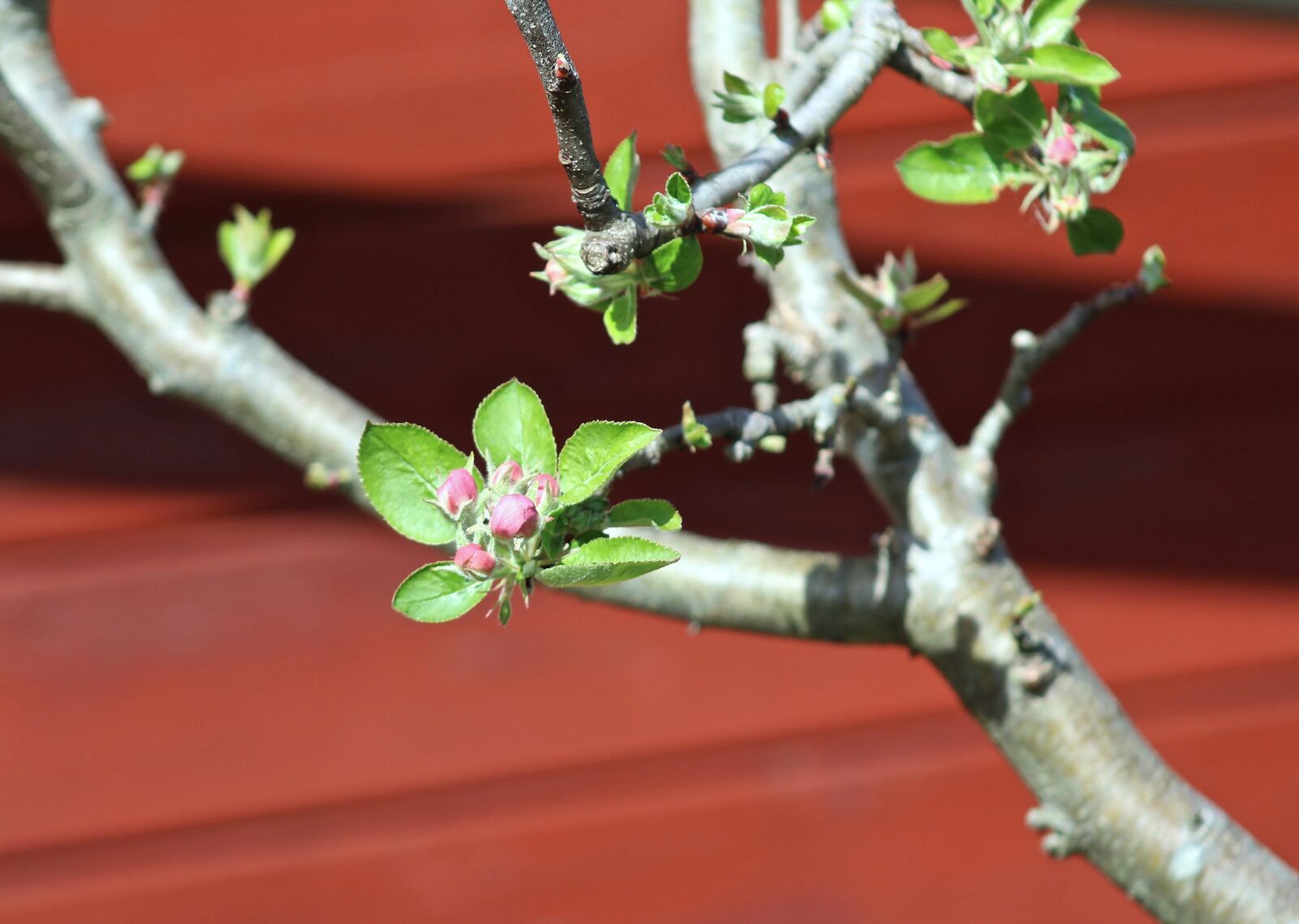 Canon EF75-300mm f/4-5.6 sample photo. Close up, garden, spring photography