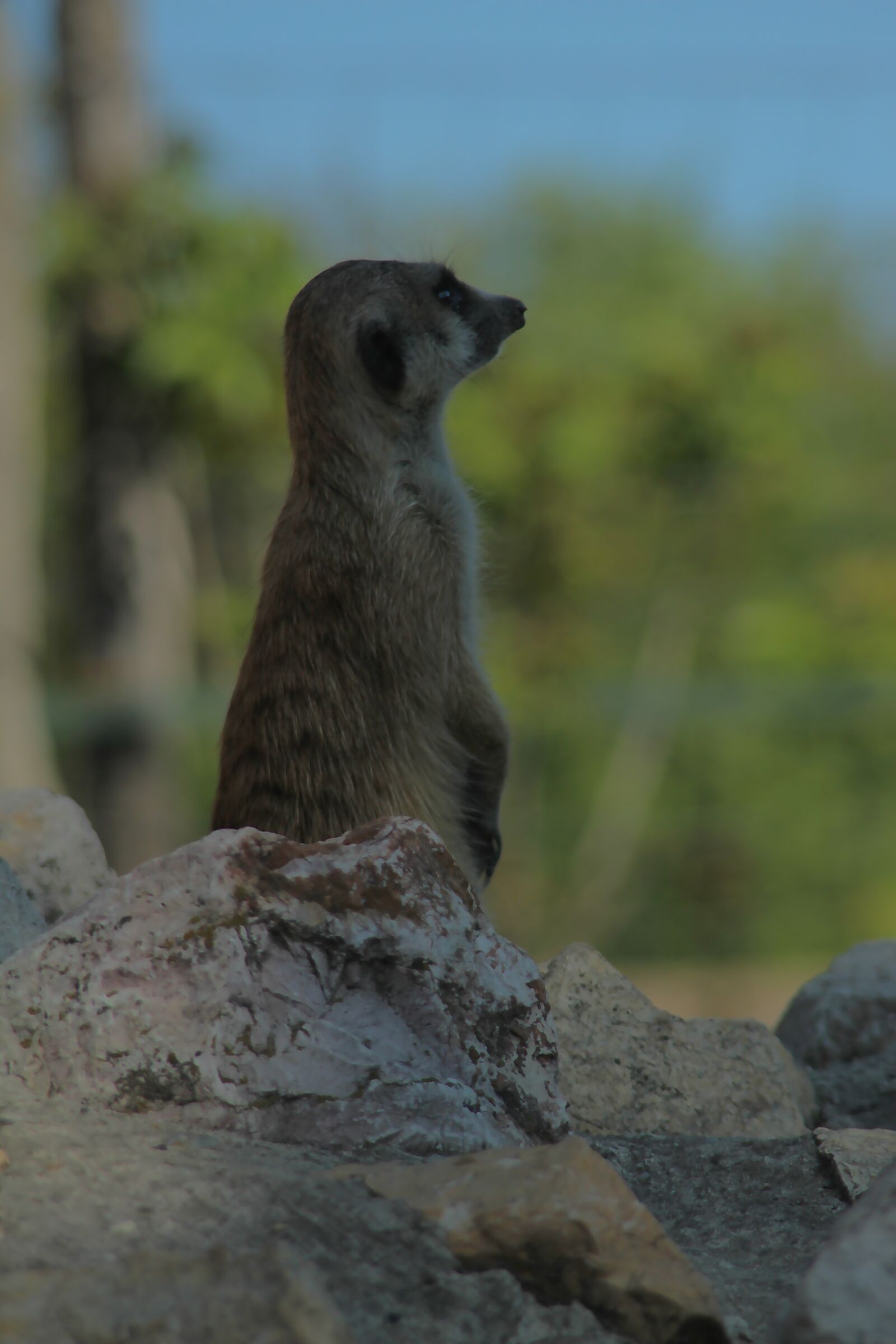 Canon EOS 650D (EOS Rebel T4i / EOS Kiss X6i) sample photo. Meerkat, rodent, animal photography