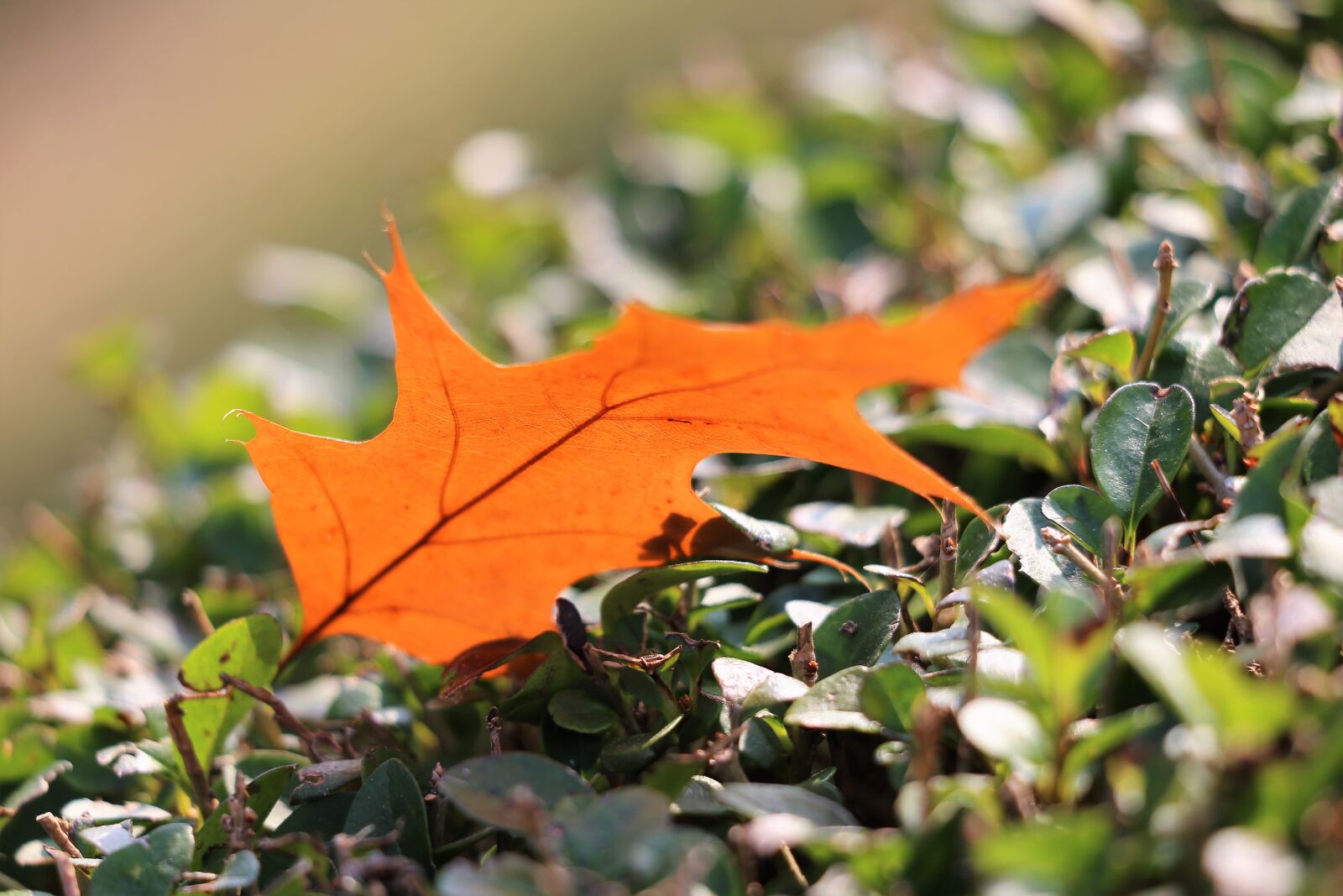 Canon EF 70-300 F4-5.6 IS II USM sample photo. Oak, quercus, brown leaf photography
