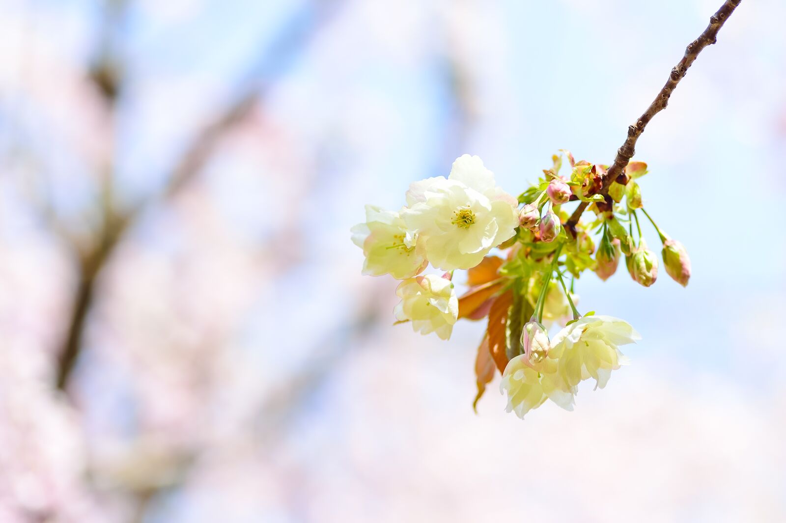 Nikon Df sample photo. Flowers, natural, cherry photography