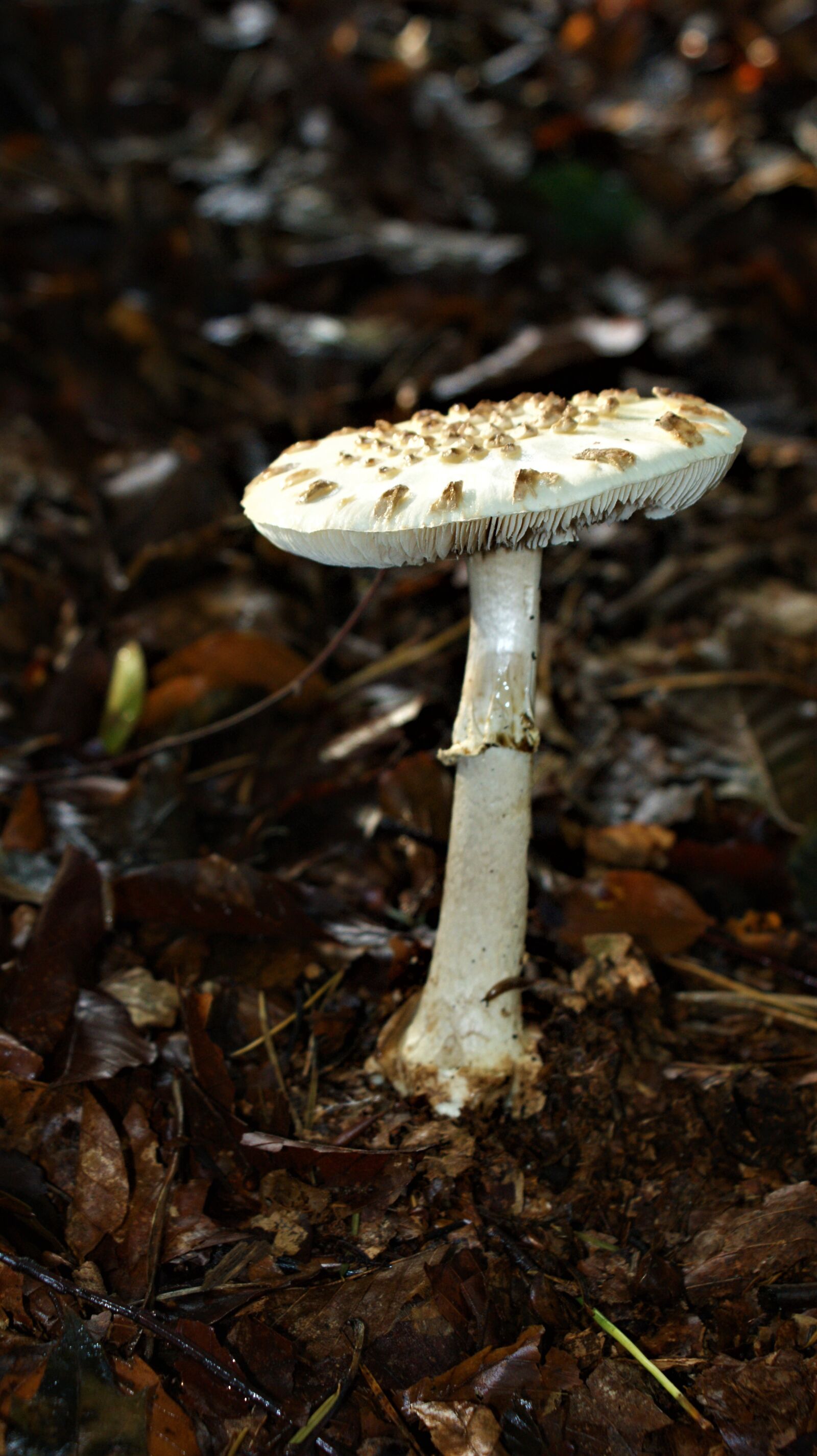 Sony Alpha DSLR-A350 sample photo. Mushroom, autumn, nature photography