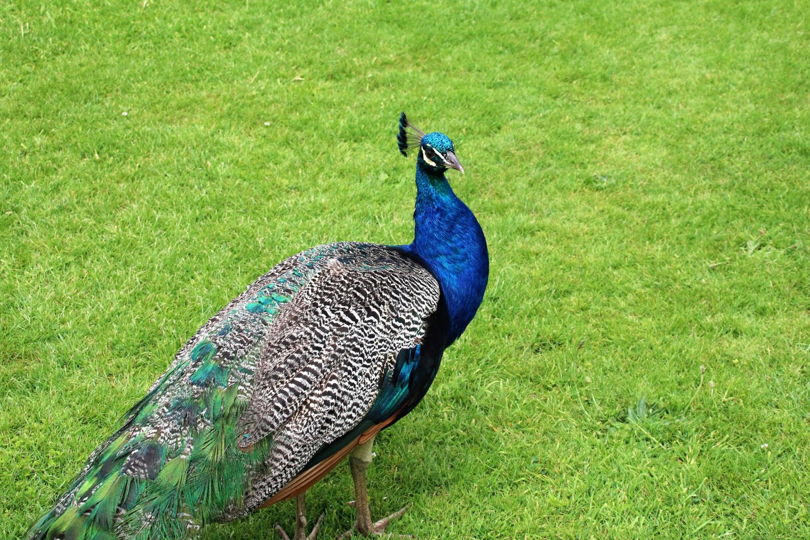 Canon EOS 760D (EOS Rebel T6s / EOS 8000D) sample photo. Peacock, blue, green photography