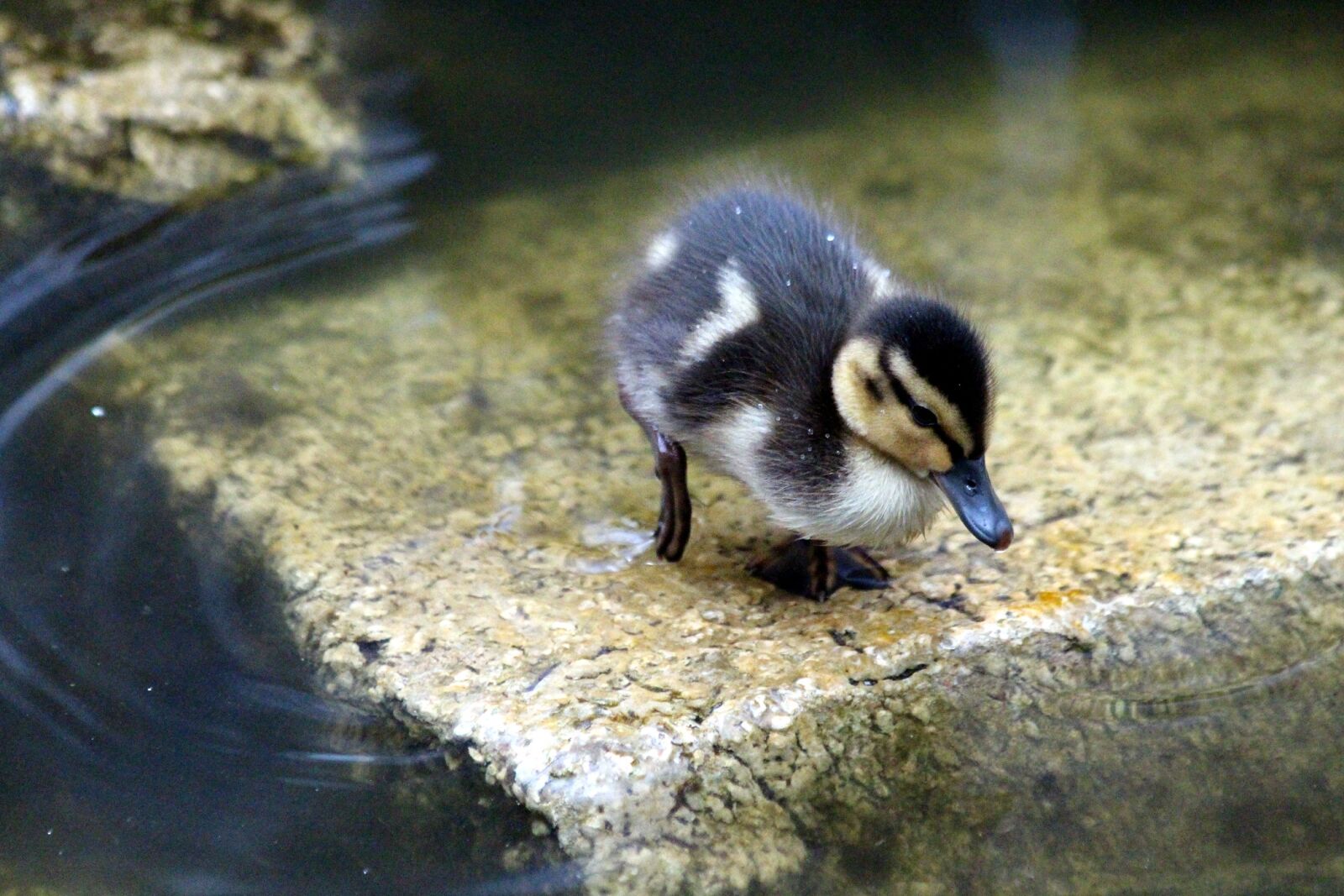 Canon EOS 650D (EOS Rebel T4i / EOS Kiss X6i) sample photo. Duckling, mallard, anas platyrhynchos photography