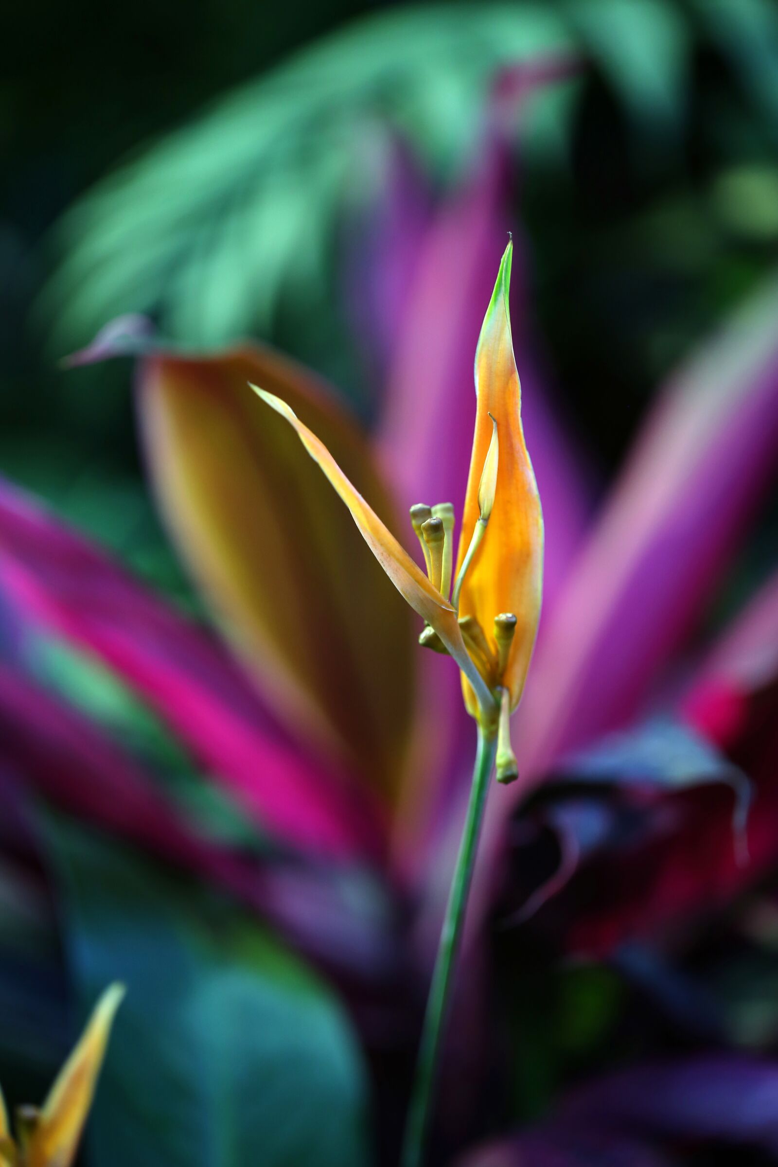 Canon EF 100mm F2.8L Macro IS USM sample photo. Flowers, plants, a flower photography