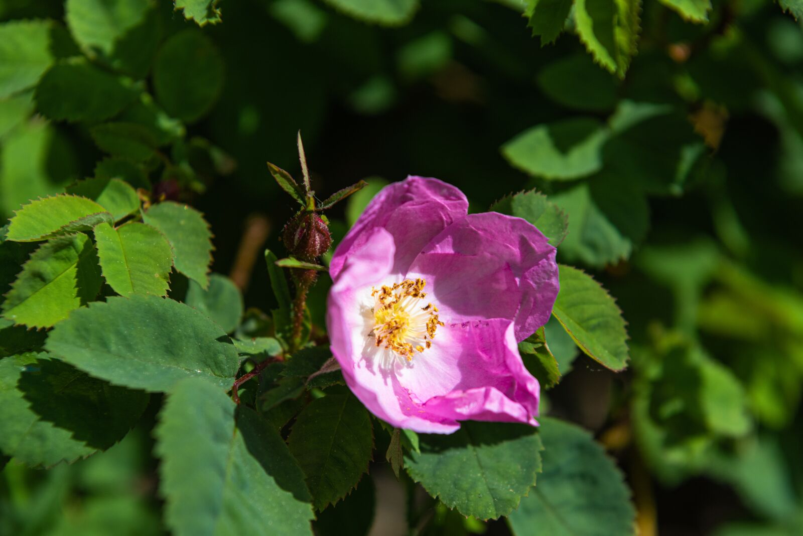 Nikon Z7 sample photo. Wild rose, blossom, bloom photography